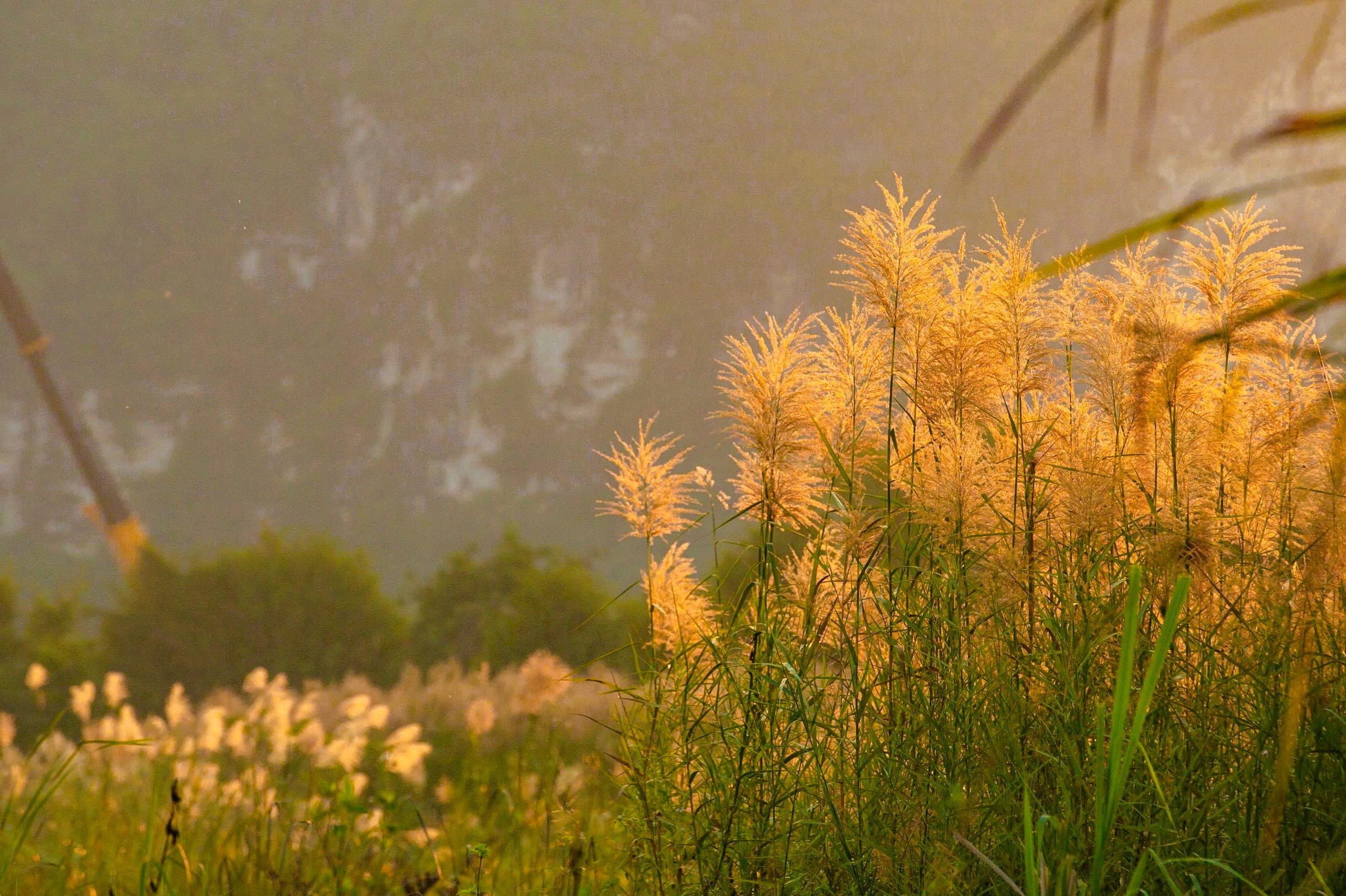 Tr&agrave;ng An say đắm l&ograve;ng người m&ugrave;a lau sậy trổ b&ocirc;ng - Ảnh 13.