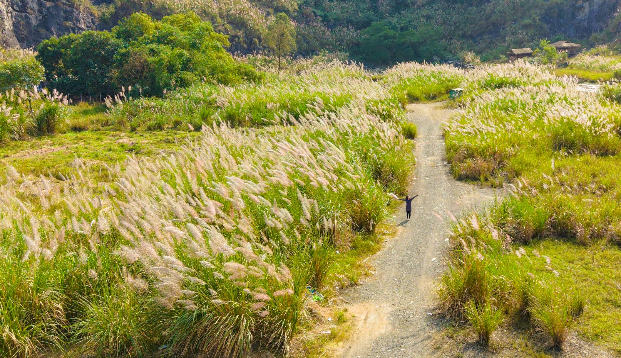 Tr&agrave;ng An say đắm l&ograve;ng người m&ugrave;a lau sậy trổ b&ocirc;ng - Ảnh 2.