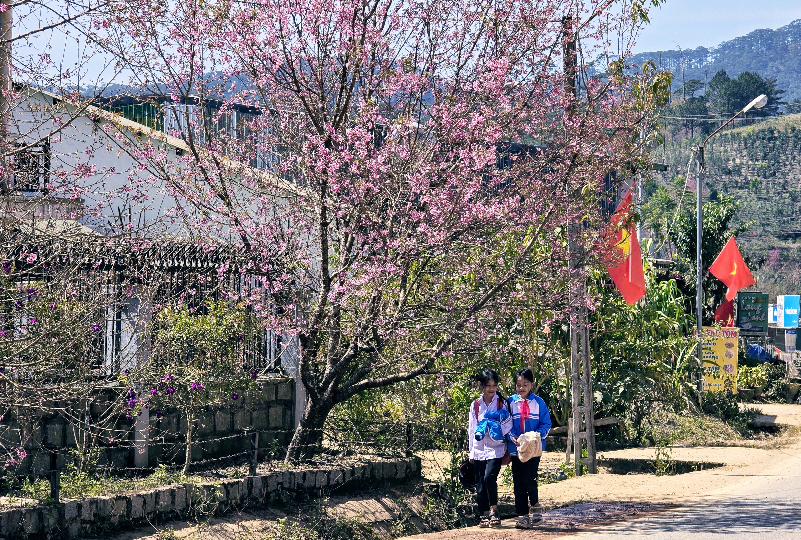 X&oacute;m nhỏ đẹp như tranh khi mai anh đ&agrave;o nở tr&ecirc;n cung đường nối Đ&agrave; Lạt - Nha Trang - Ảnh 17.