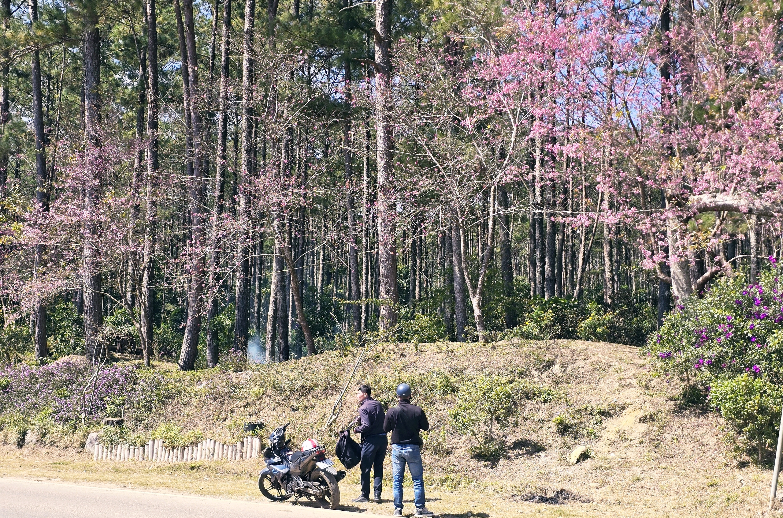 X&oacute;m nhỏ đẹp như tranh khi mai anh đ&agrave;o nở tr&ecirc;n cung đường nối Đ&agrave; Lạt - Nha Trang - Ảnh 1.