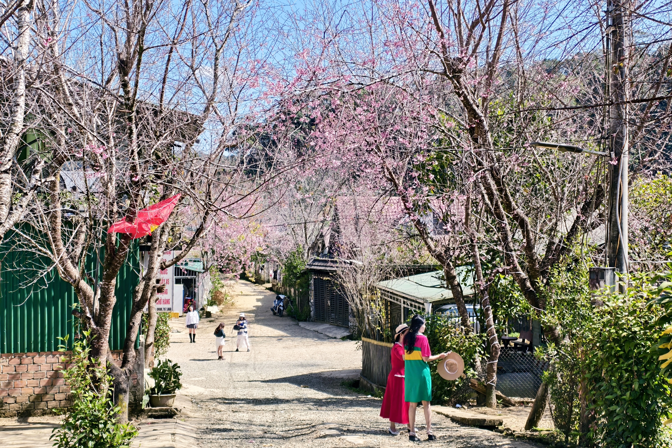 X&oacute;m nhỏ đẹp như tranh khi mai anh đ&agrave;o nở tr&ecirc;n cung đường nối Đ&agrave; Lạt - Nha Trang - Ảnh 13.