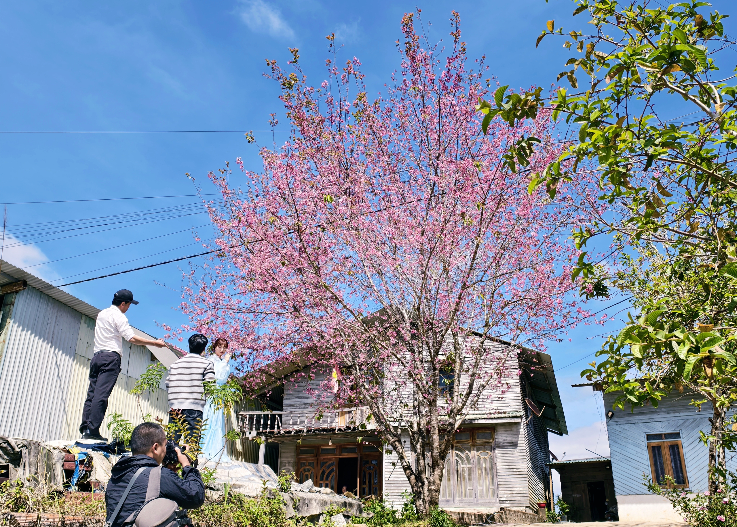 X&oacute;m nhỏ đẹp như tranh khi mai anh đ&agrave;o nở tr&ecirc;n cung đường nối Đ&agrave; Lạt - Nha Trang - Ảnh 2.