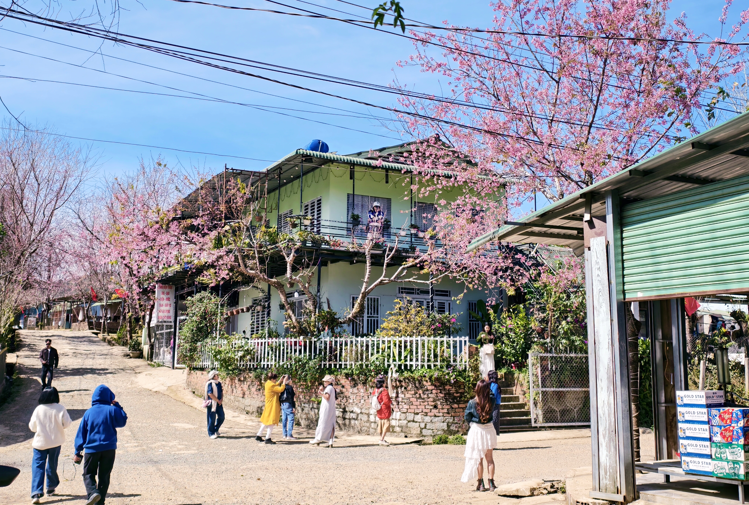 X&oacute;m nhỏ đẹp như tranh khi mai anh đ&agrave;o nở tr&ecirc;n cung đường nối Đ&agrave; Lạt - Nha Trang - Ảnh 3.