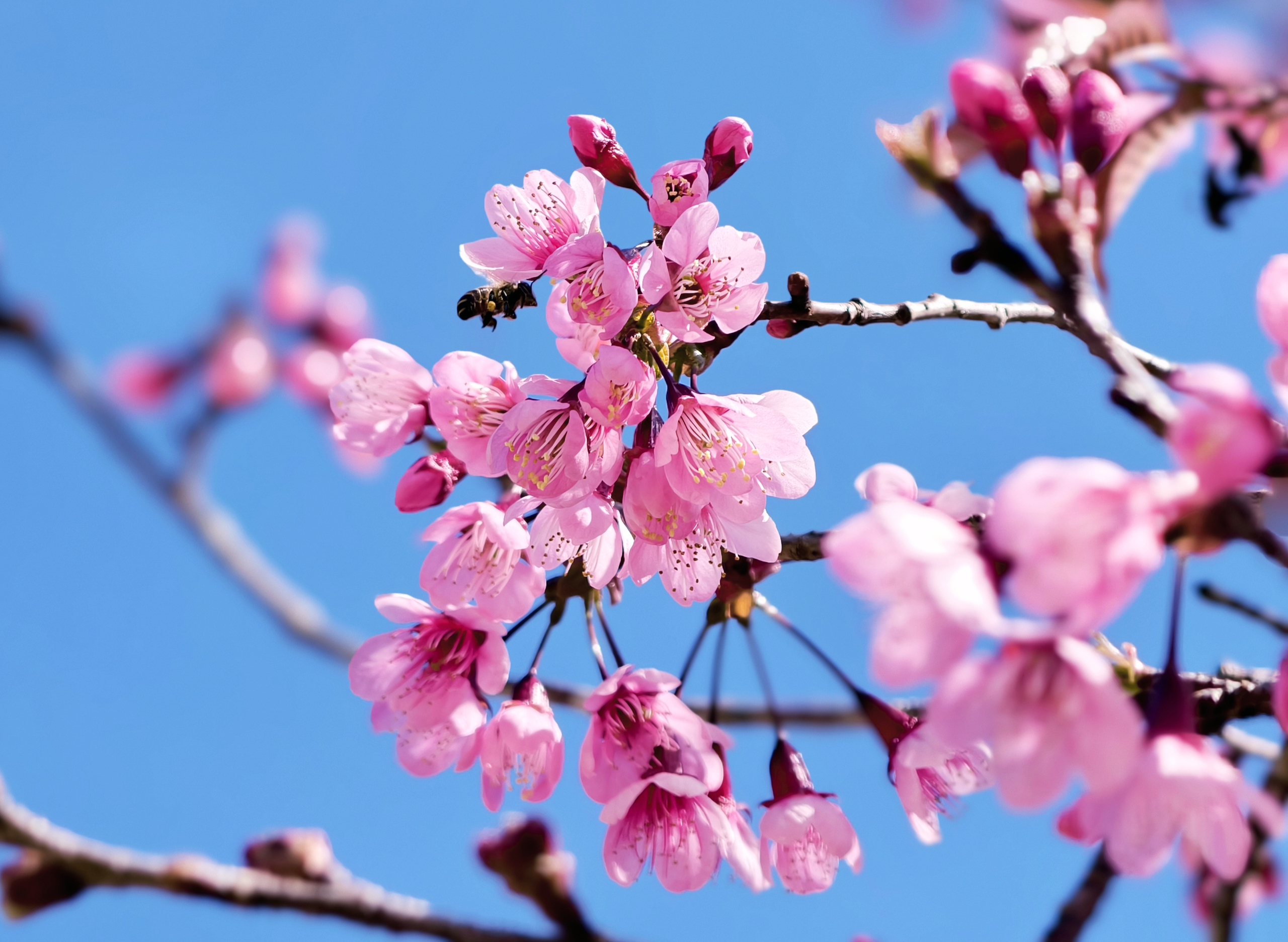 X&oacute;m nhỏ đẹp như tranh khi mai anh đ&agrave;o nở tr&ecirc;n cung đường nối Đ&agrave; Lạt - Nha Trang - Ảnh 5.