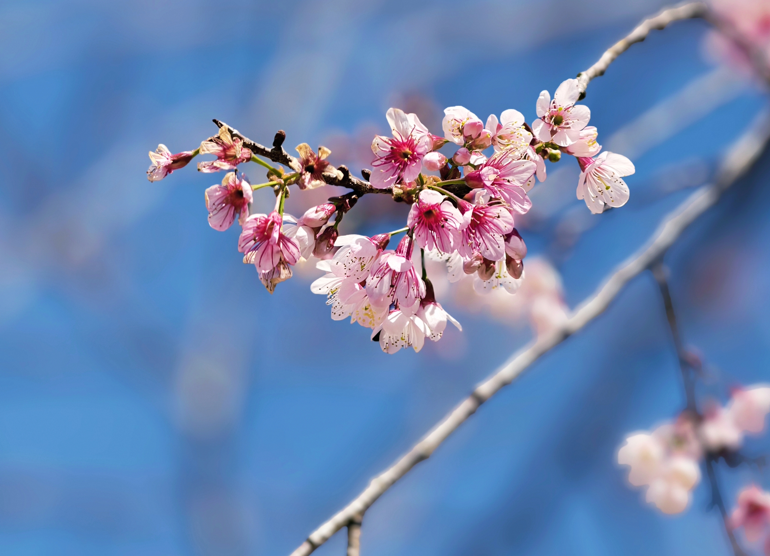 X&oacute;m nhỏ đẹp như tranh khi mai anh đ&agrave;o nở tr&ecirc;n cung đường nối Đ&agrave; Lạt - Nha Trang - Ảnh 6.