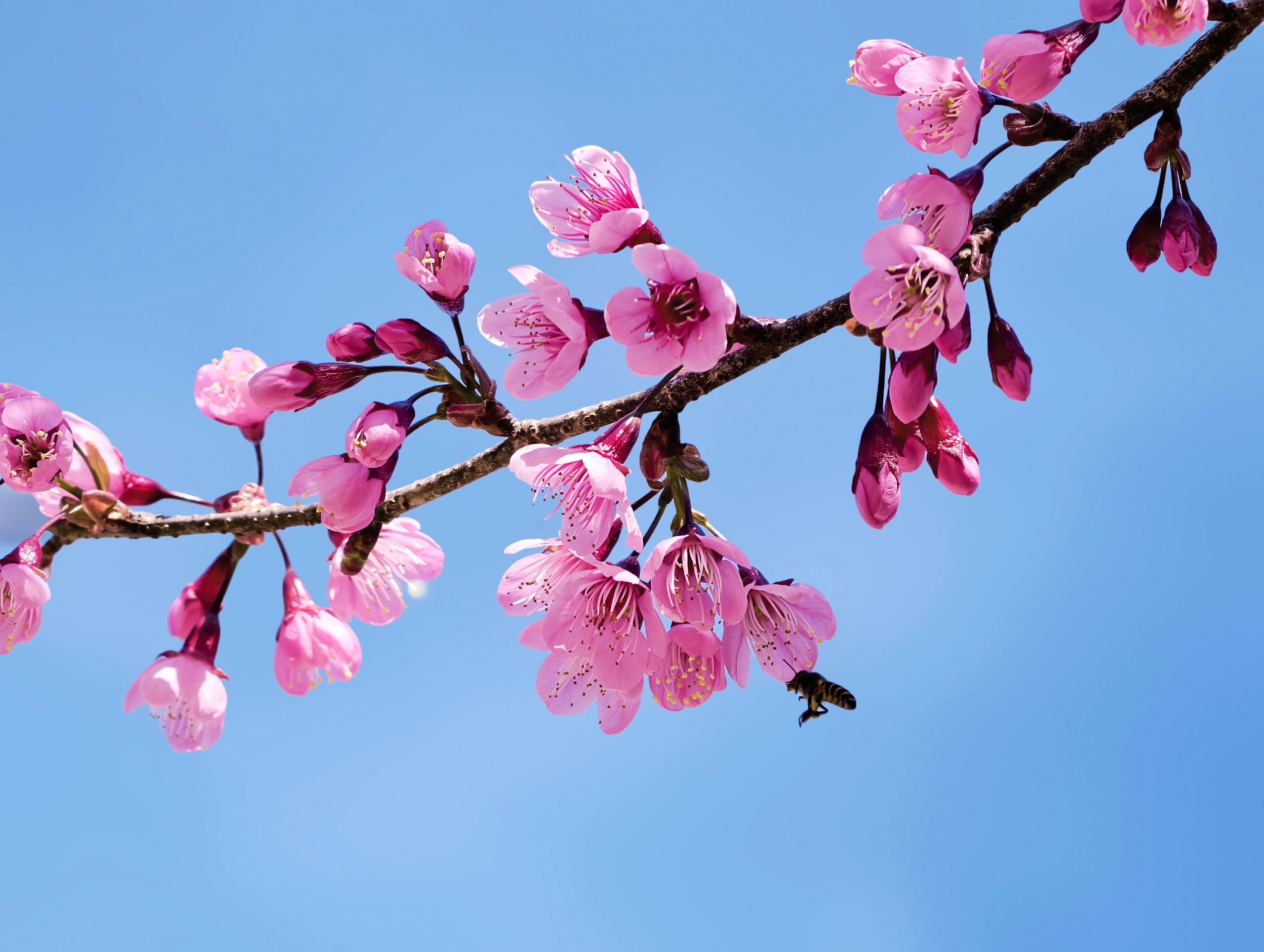 X&oacute;m nhỏ đẹp như tranh khi mai anh đ&agrave;o nở tr&ecirc;n cung đường nối Đ&agrave; Lạt - Nha Trang - Ảnh 9.