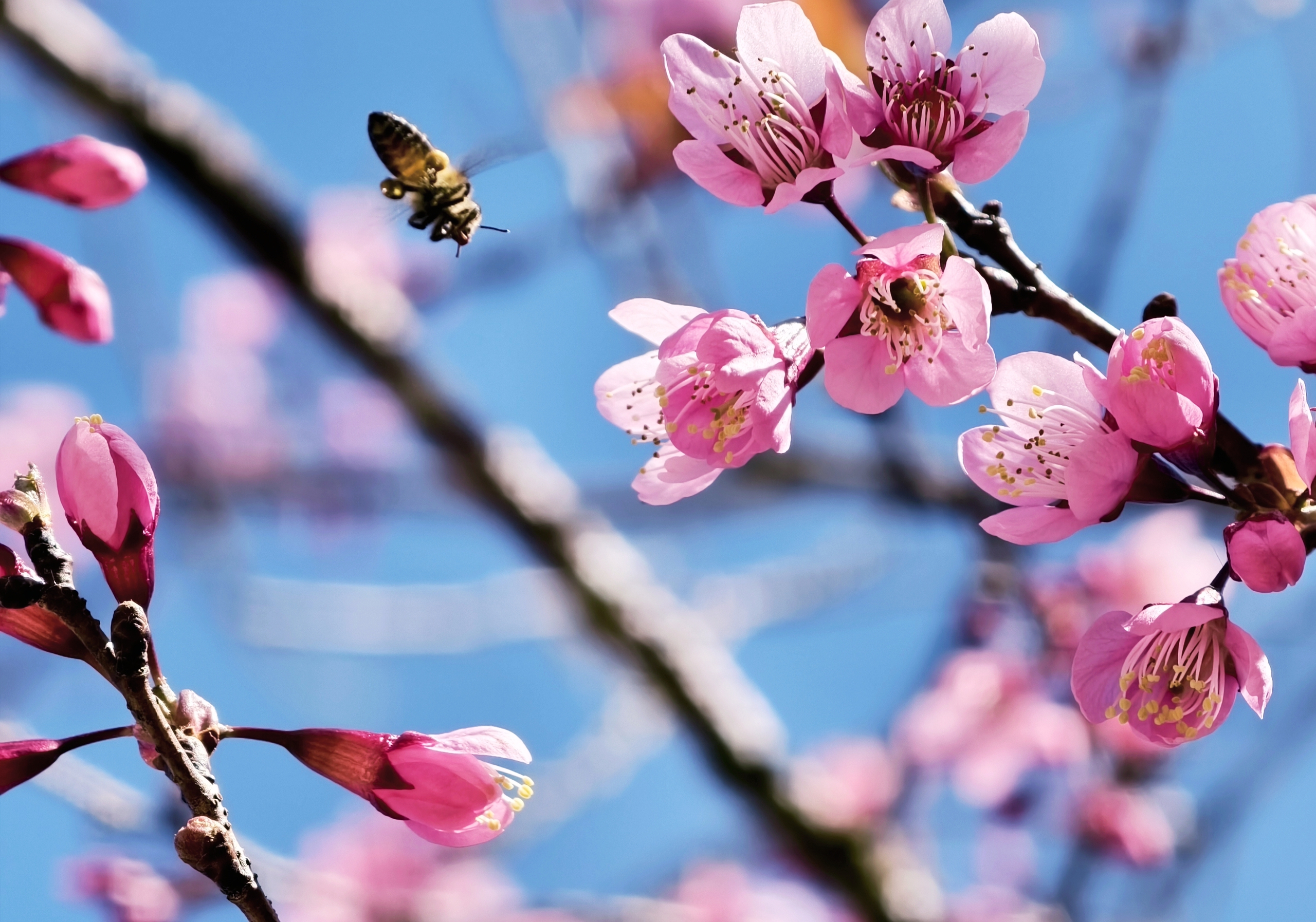 X&oacute;m nhỏ đẹp như tranh khi mai anh đ&agrave;o nở tr&ecirc;n cung đường nối Đ&agrave; Lạt - Nha Trang - Ảnh 8.