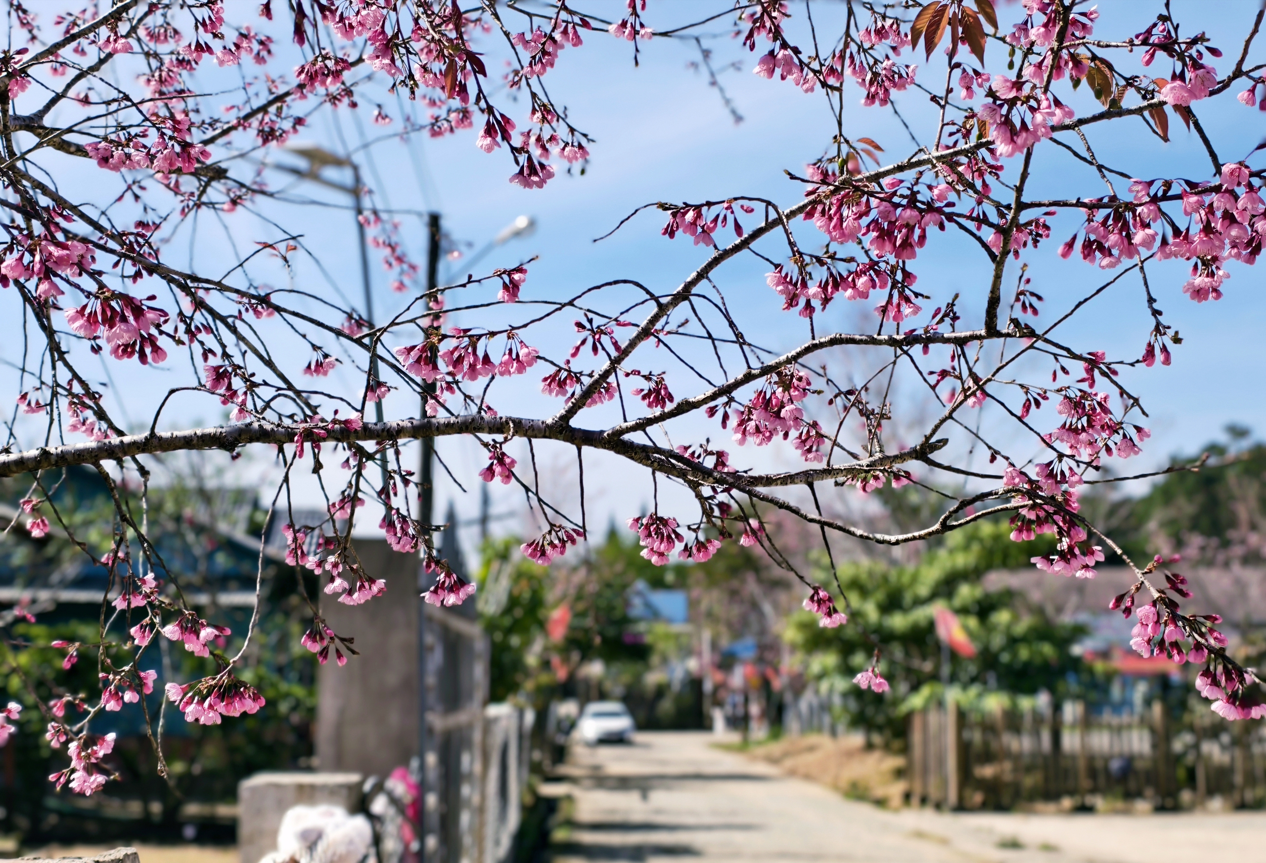 X&oacute;m nhỏ đẹp như tranh khi mai anh đ&agrave;o nở tr&ecirc;n cung đường nối Đ&agrave; Lạt - Nha Trang - Ảnh 10.