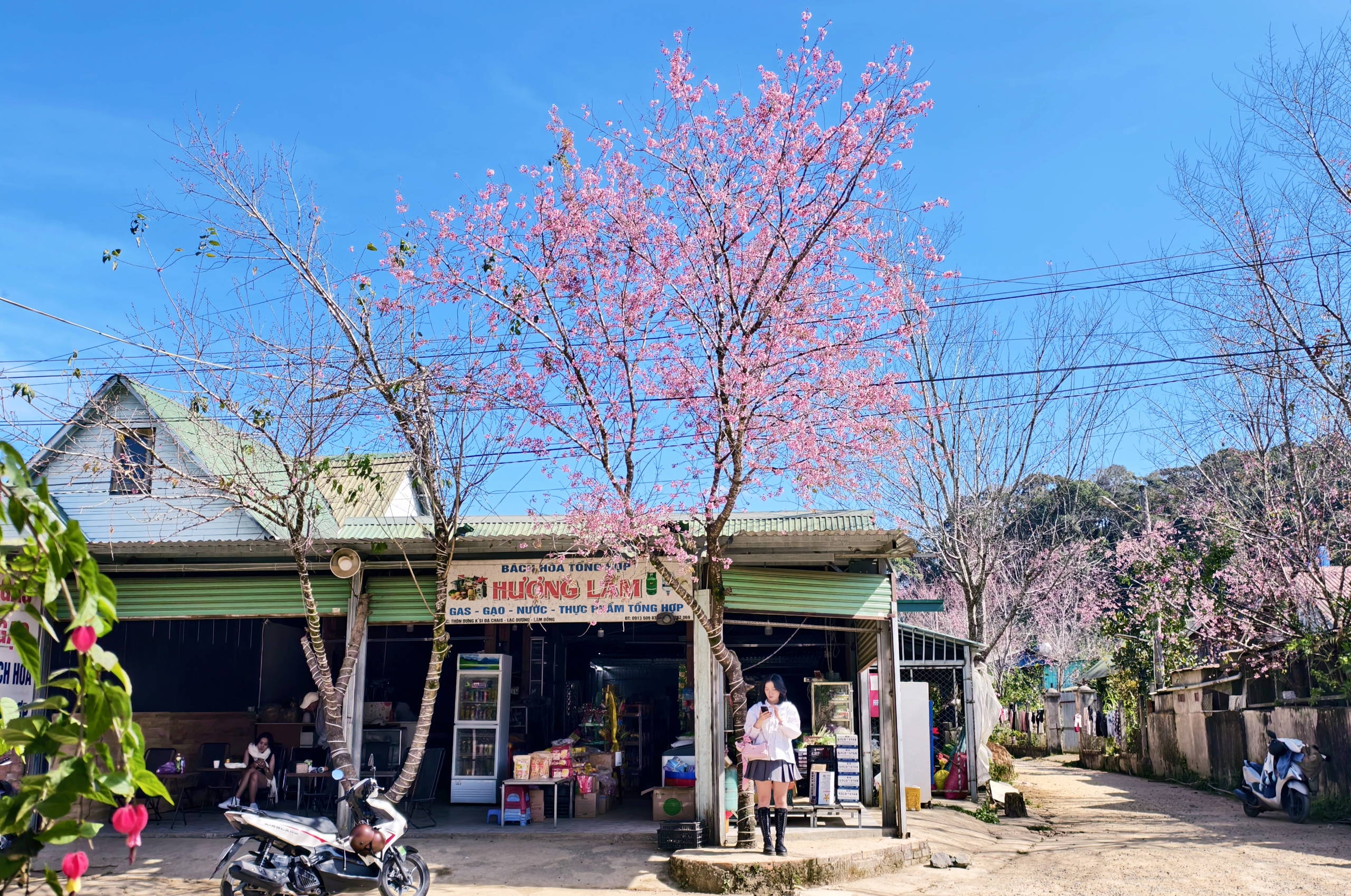 X&oacute;m nhỏ đẹp như tranh khi mai anh đ&agrave;o nở tr&ecirc;n cung đường nối Đ&agrave; Lạt - Nha Trang - Ảnh 11.