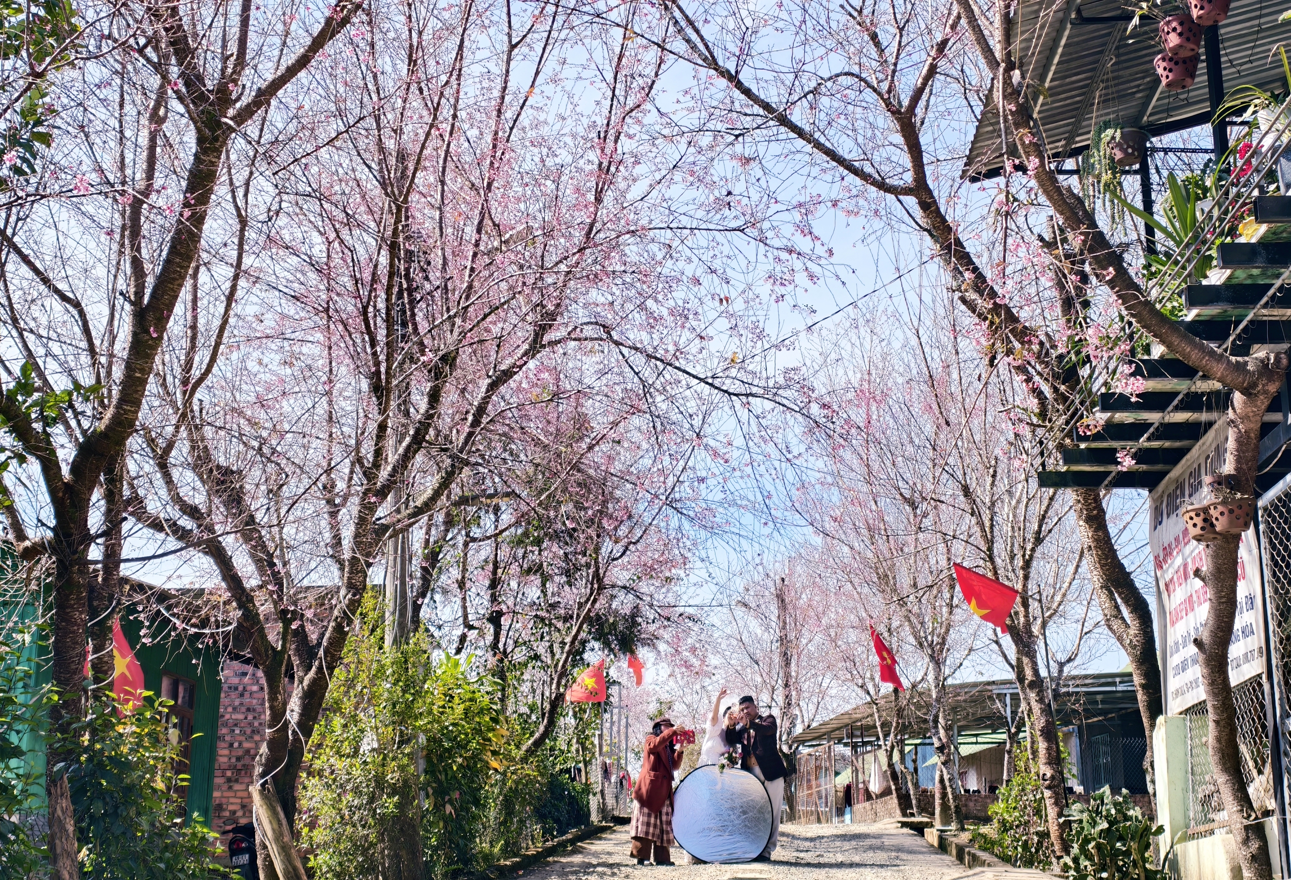 X&oacute;m nhỏ đẹp như tranh khi mai anh đ&agrave;o nở tr&ecirc;n cung đường nối Đ&agrave; Lạt - Nha Trang - Ảnh 12.