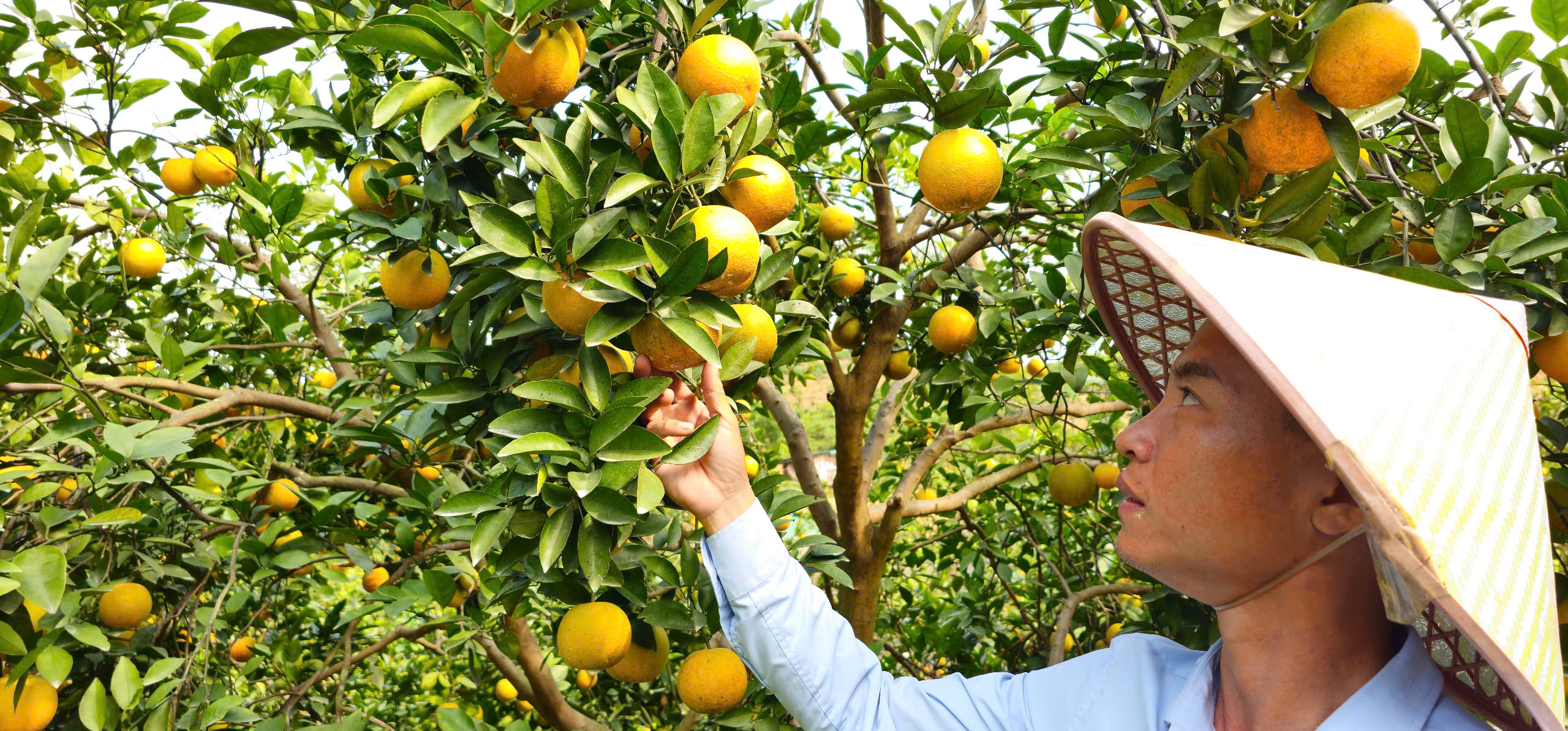 “Lạc lối” giữa những vườn cam chín vàng, sai trĩu quả - Ảnh 13.