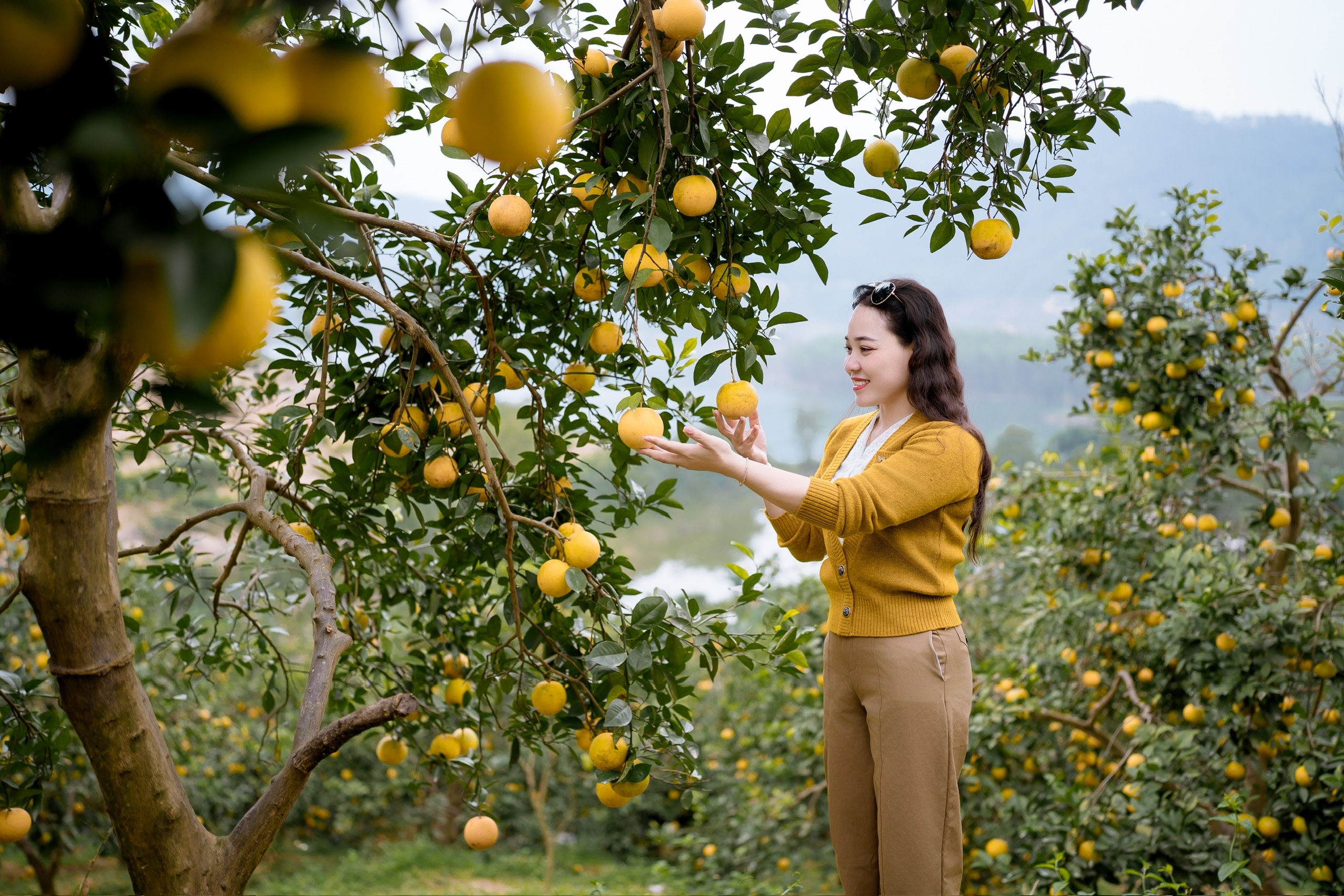 “Lạc lối” giữa những vườn cam chín vàng, sai trĩu quả - Ảnh 12.