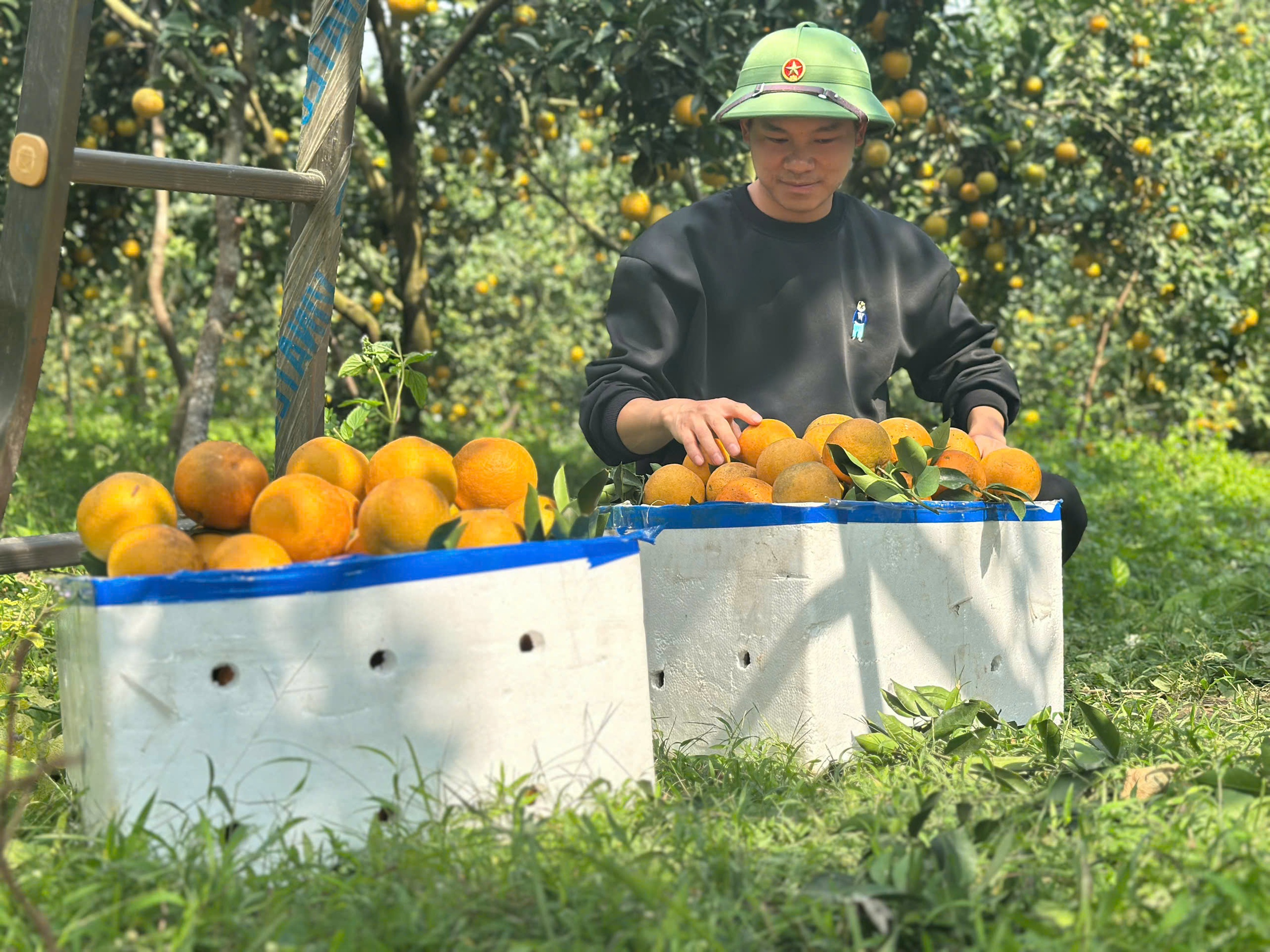 “Lạc lối” giữa những vườn cam chín vàng, sai trĩu quả - Ảnh 10.