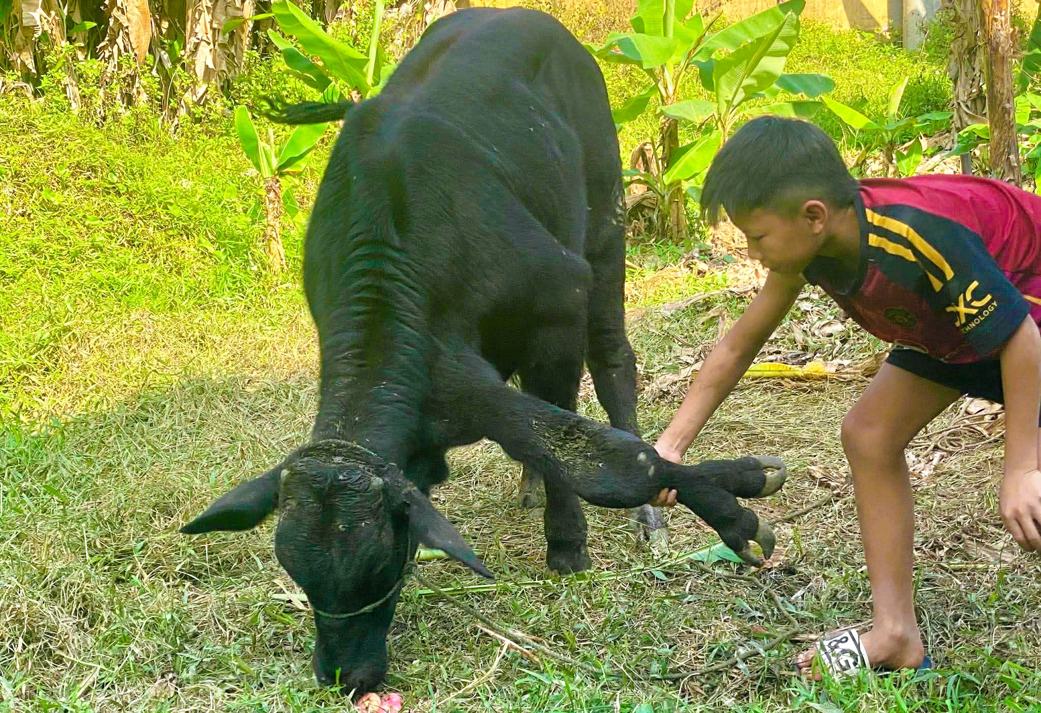 - Ảnh 2. - Ảnh 2.