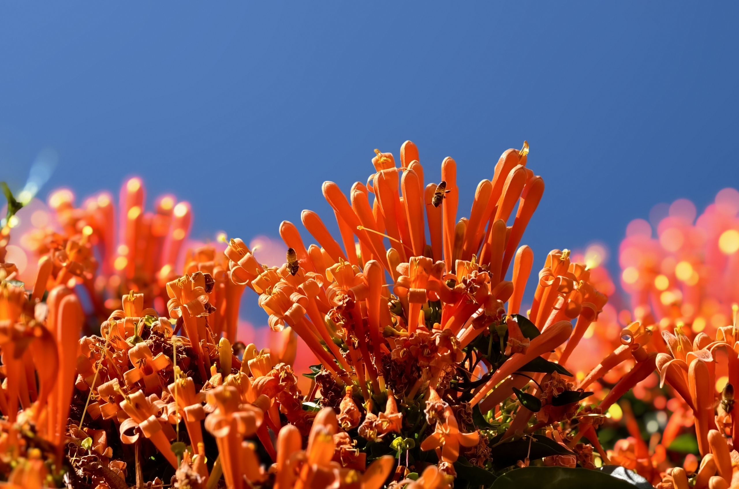 Căn nhà dưới tán hoa xác pháo, đang "nổi như cồn" ở Lâm Đồng - Ảnh 9.