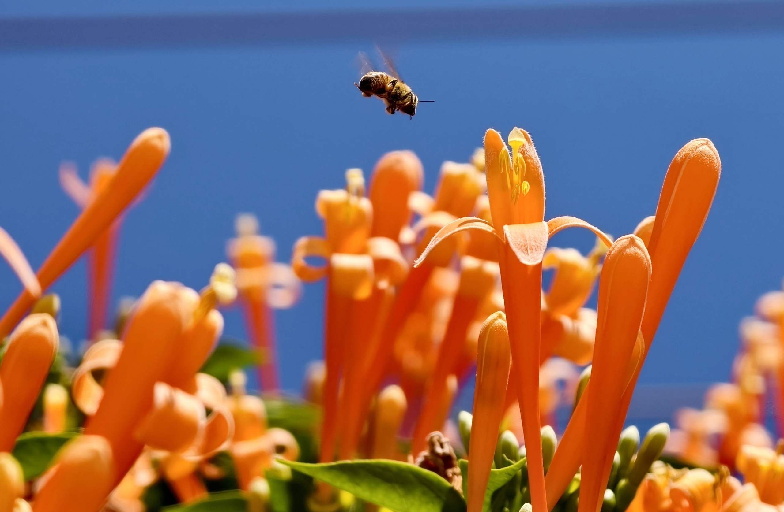 Căn nhà dưới tán hoa xác pháo, đang "nổi như cồn" ở Lâm Đồng - Ảnh 8.