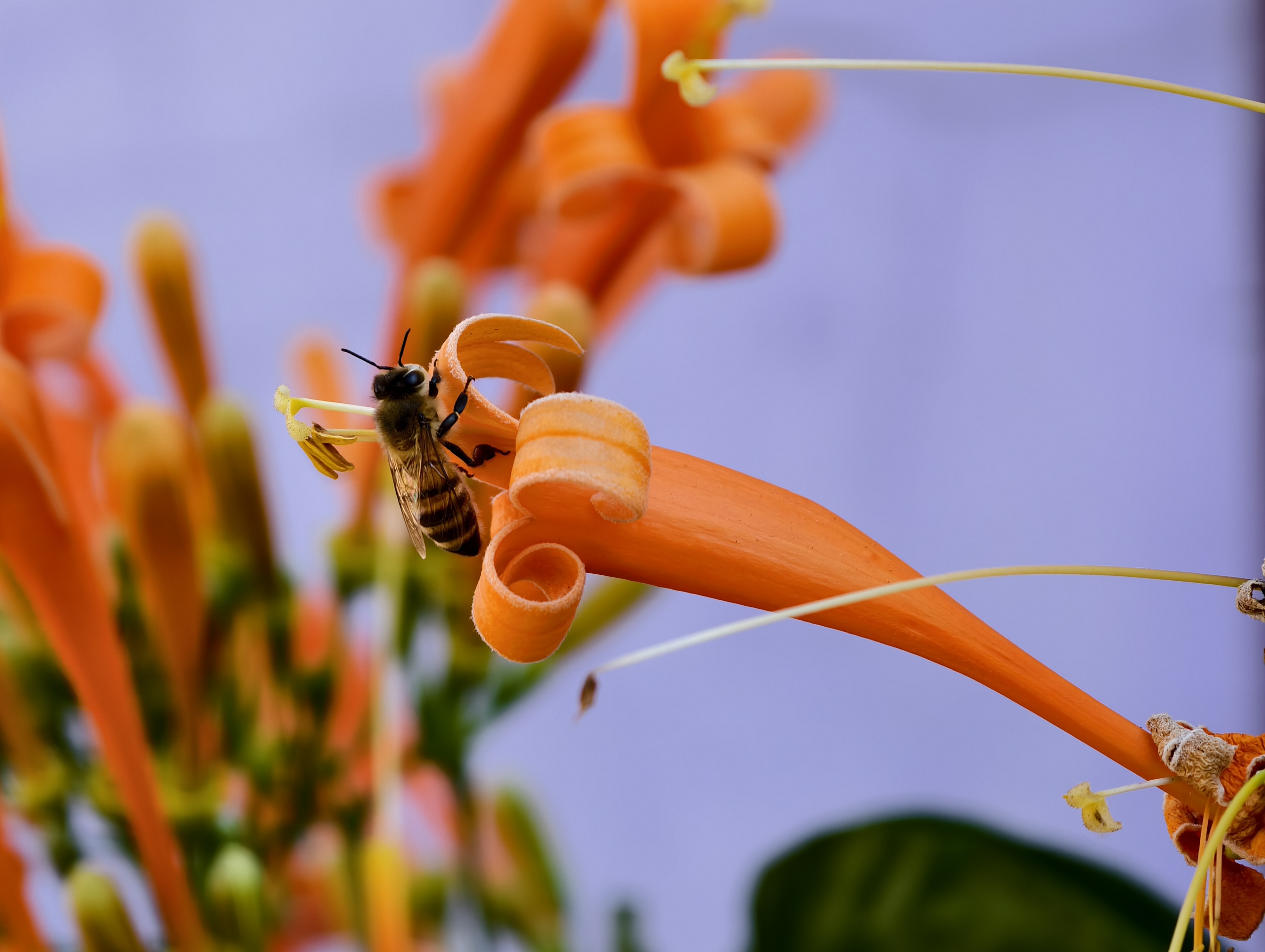 Căn nhà dưới tán hoa xác pháo, đang "nổi như cồn" ở Lâm Đồng - Ảnh 14.