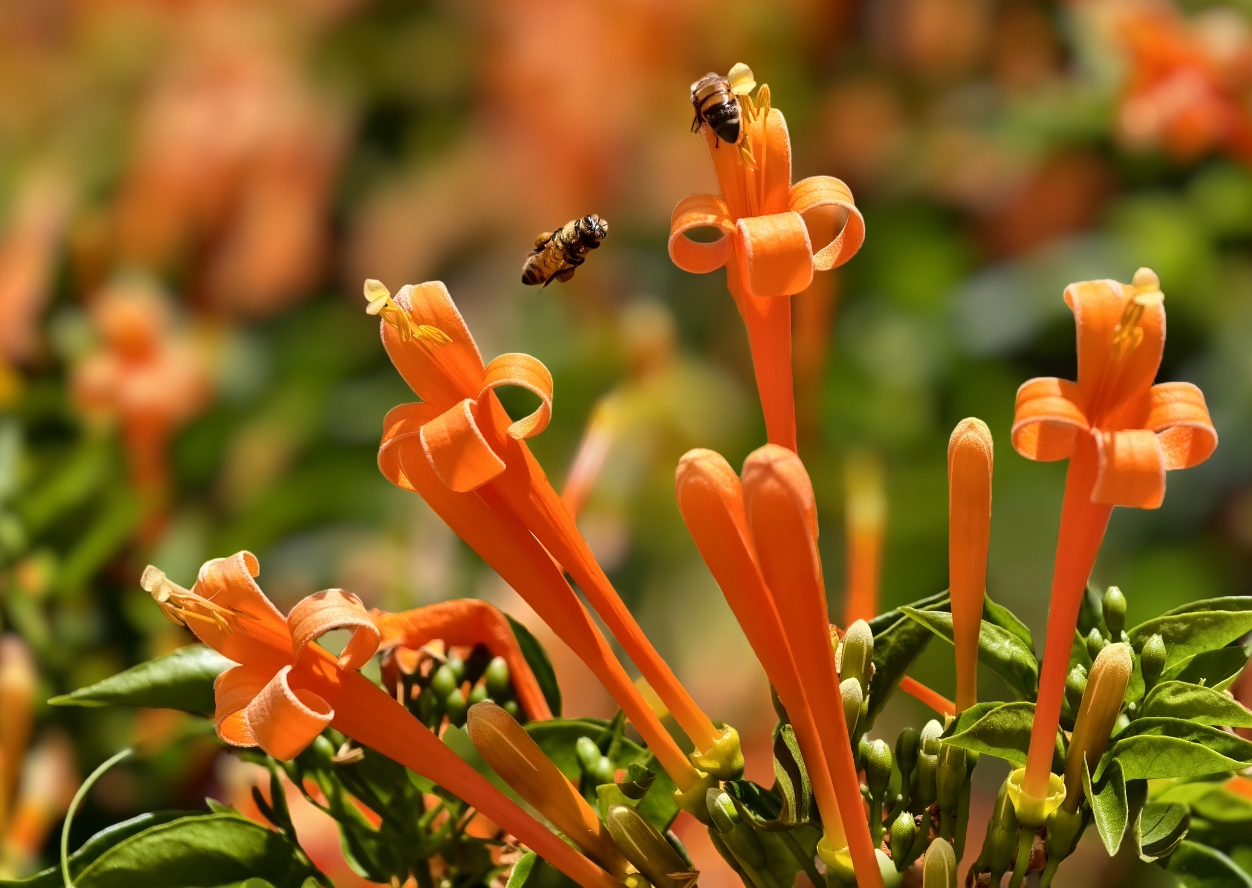 Căn nhà dưới tán hoa xác pháo, đang "nổi như cồn" ở Lâm Đồng - Ảnh 10.