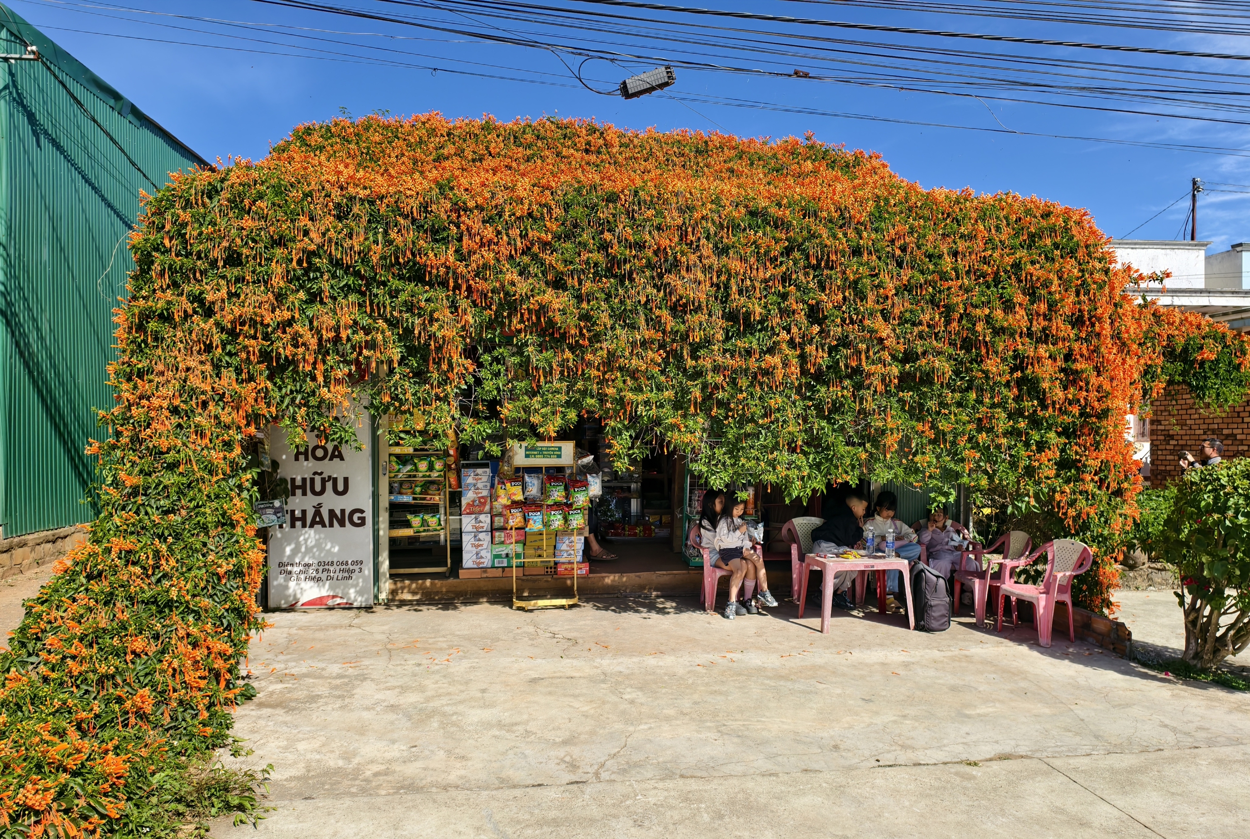 Căn nhà dưới tán hoa xác pháo, đang "nổi như cồn" ở Lâm Đồng - Ảnh 2.