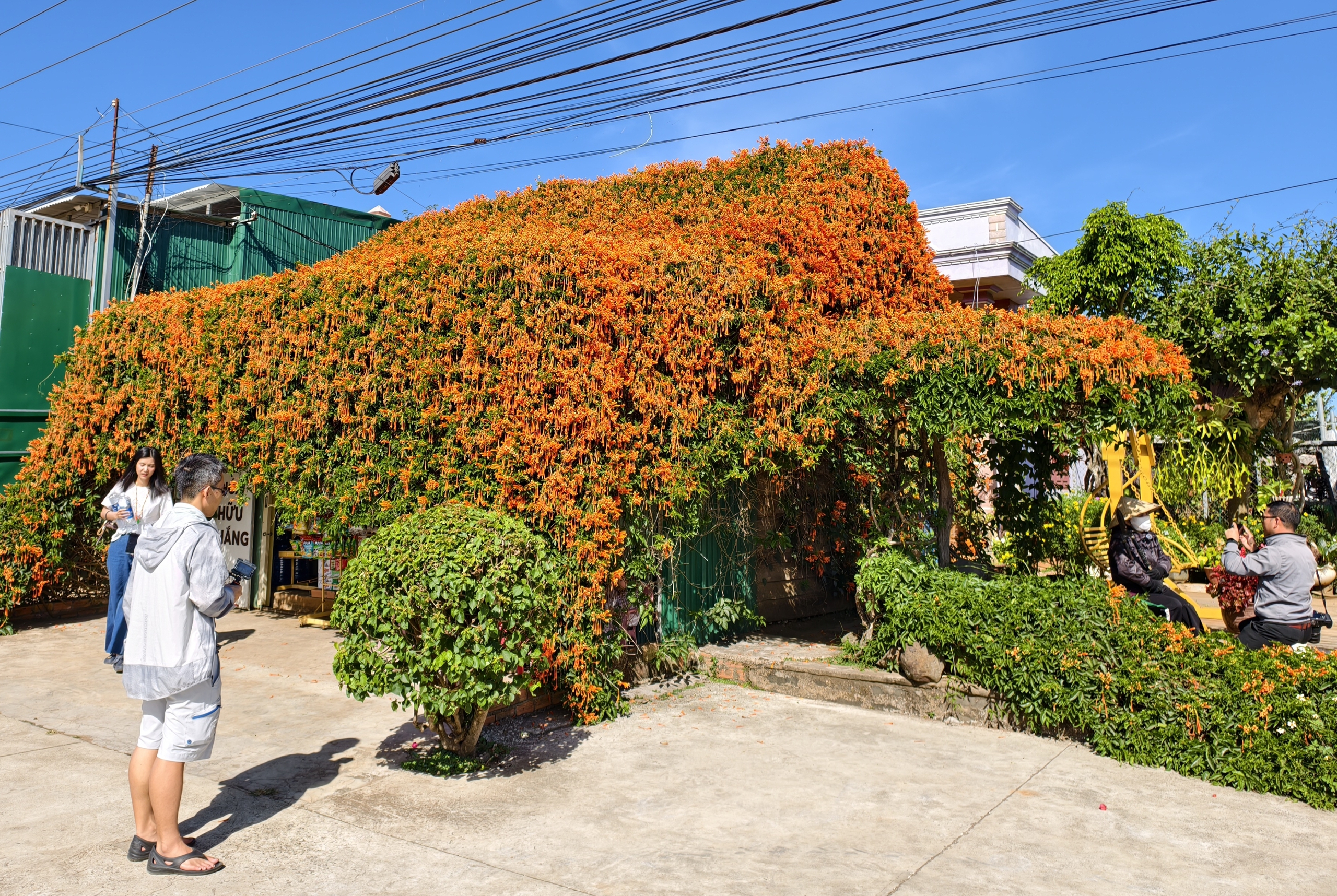 Căn nhà dưới tán hoa xác pháo, đang "nổi như cồn" ở Lâm Đồng - Ảnh 3.
