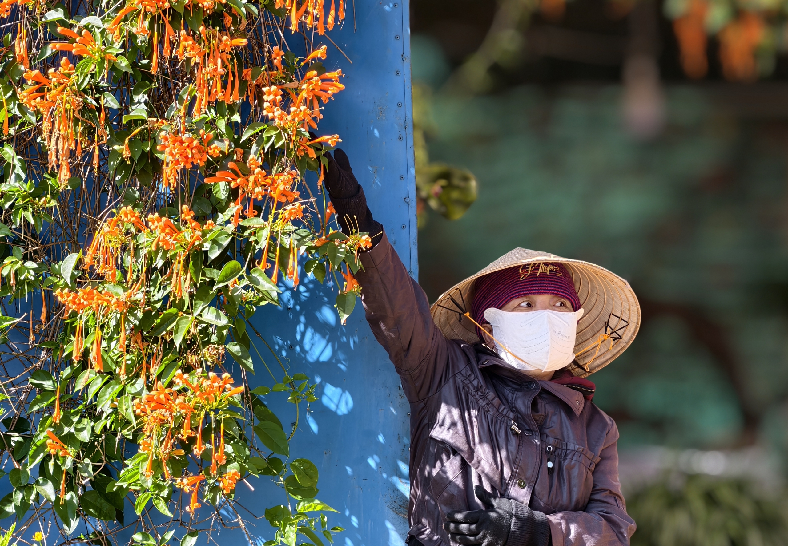 Căn nhà dưới tán hoa xác pháo, đang "nổi như cồn" ở Lâm Đồng - Ảnh 5.