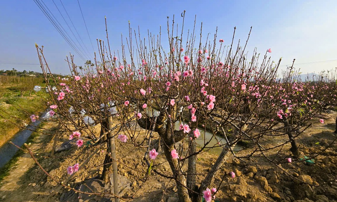 Hoa đ&agrave;o nở rộ, người trồng đ&agrave;o lo mất Tết - Ảnh 4.