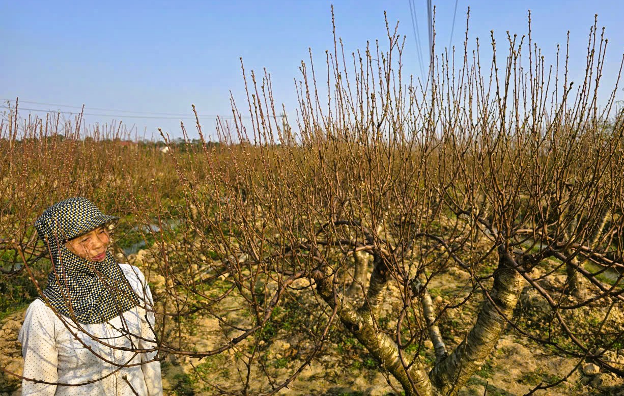 Hoa đ&agrave;o nở rộ, người trồng đ&agrave;o lo mất Tết - Ảnh 10.