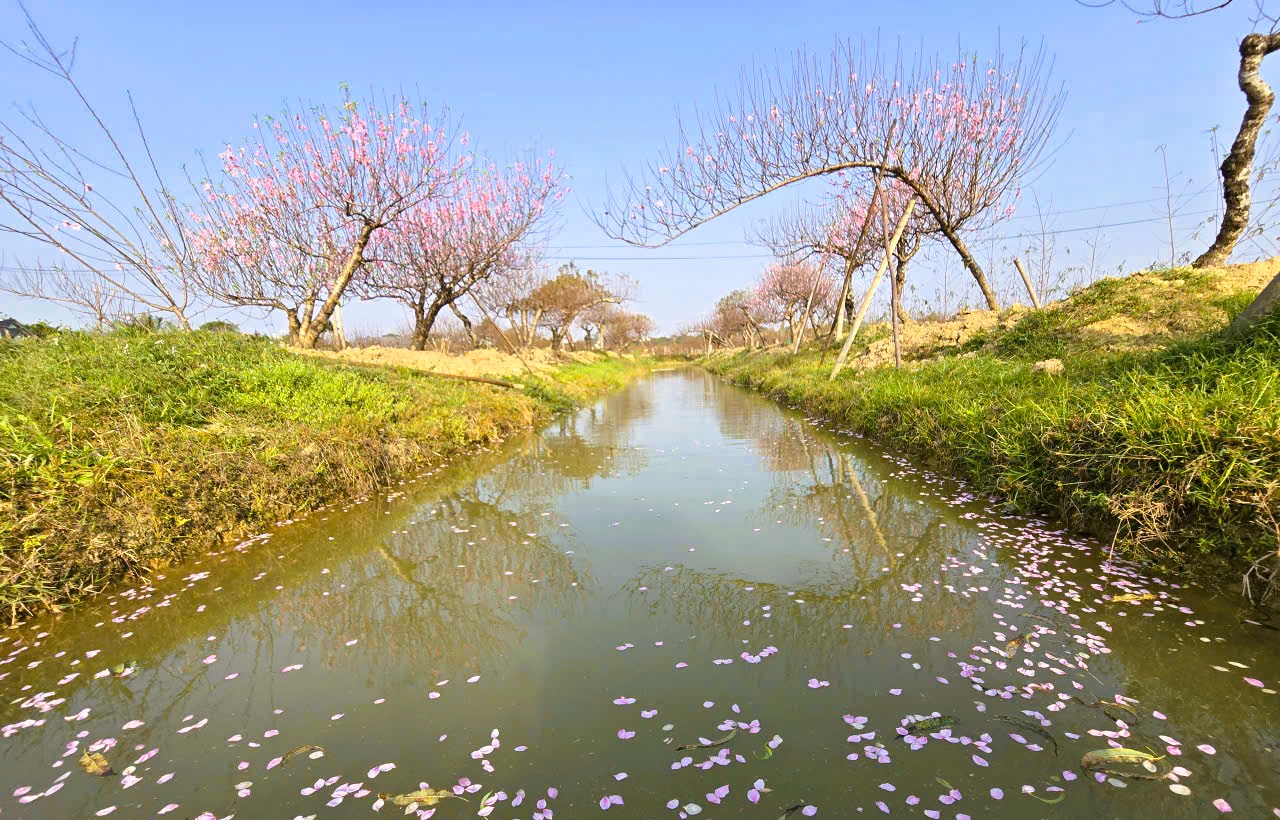 Hoa đ&agrave;o nở rộ, người trồng đ&agrave;o lo mất Tết - Ảnh 13.