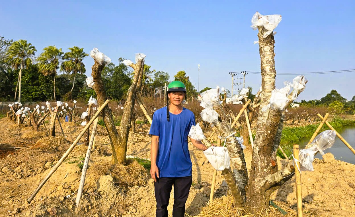 Hoa đ&agrave;o nở rộ, người trồng đ&agrave;o lo mất Tết - Ảnh 8.