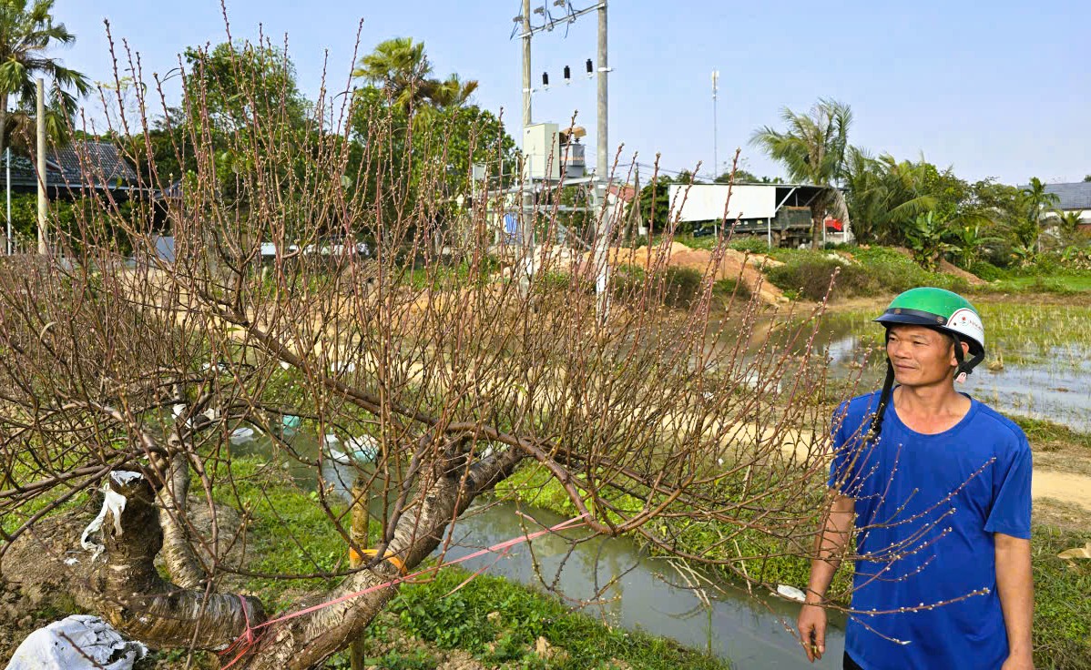 Hoa đ&agrave;o nở rộ, người trồng đ&agrave;o lo mất Tết - Ảnh 11.