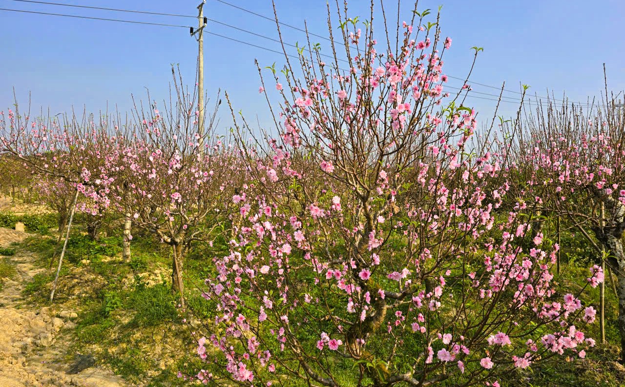 Hoa đ&agrave;o nở rộ, người trồng đ&agrave;o lo mất Tết - Ảnh 7.