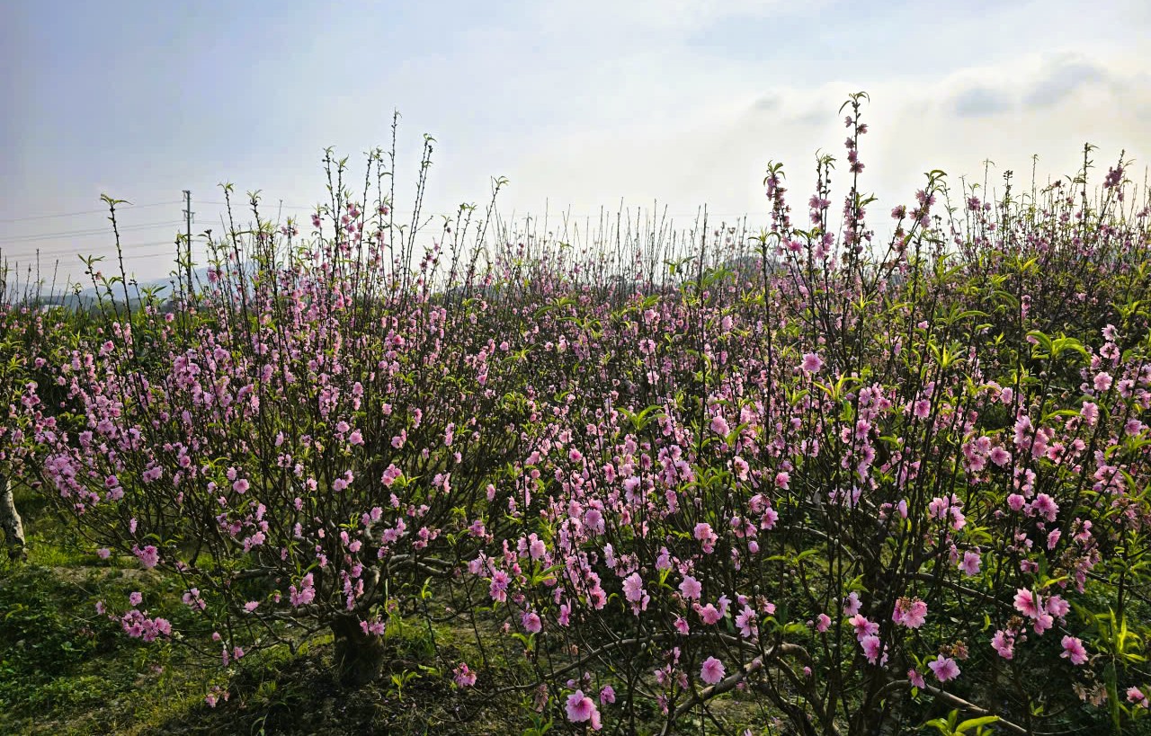 Hoa đ&agrave;o nở rộ, người trồng đ&agrave;o lo mất Tết - Ảnh 6.