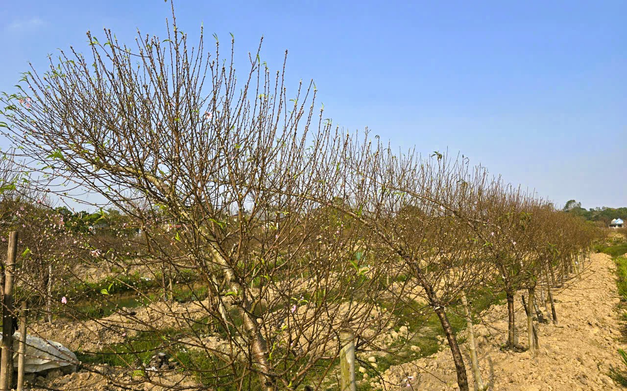 Hoa đ&agrave;o nở rộ, người trồng đ&agrave;o lo mất Tết - Ảnh 12.