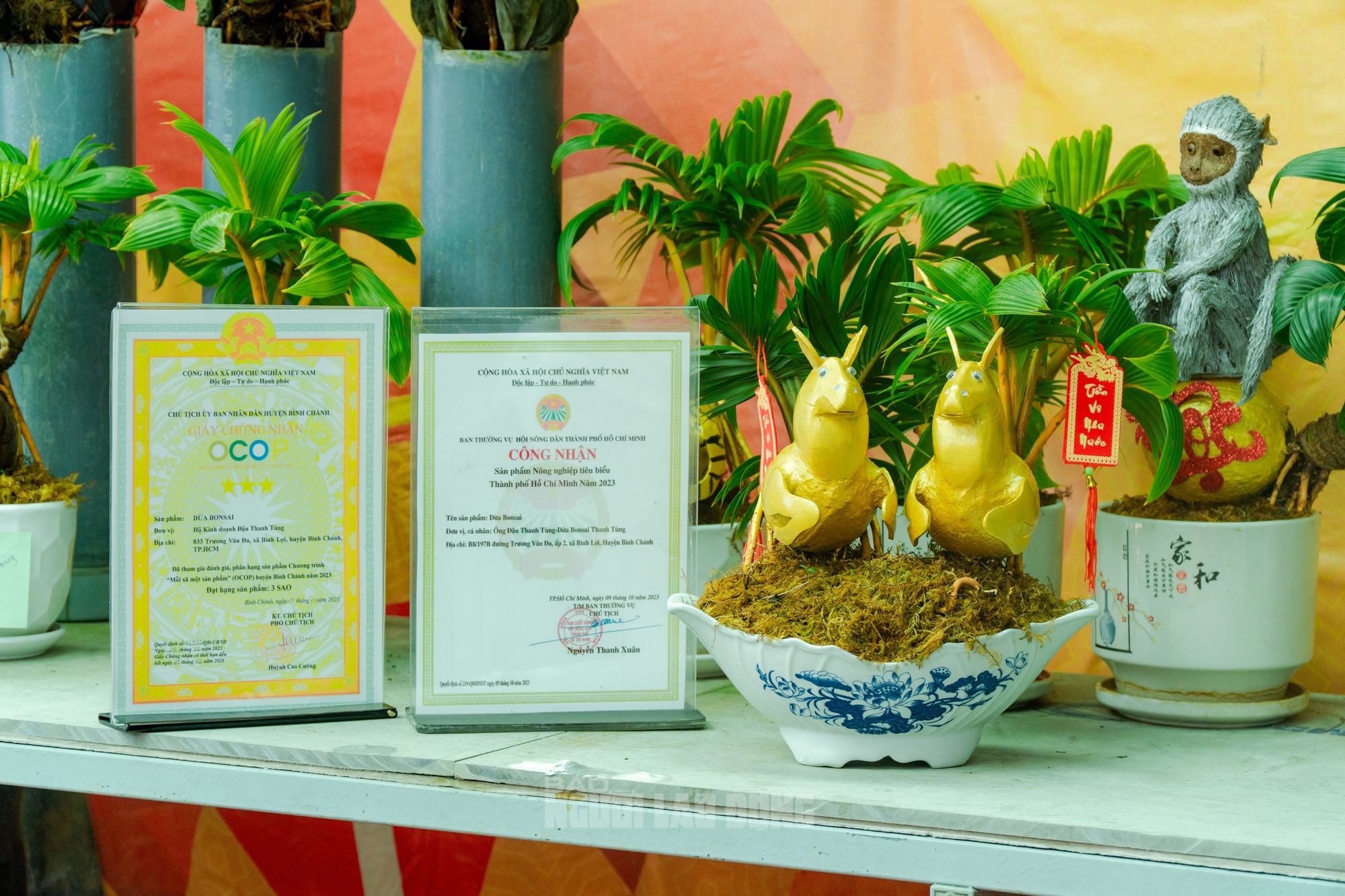 Dừa bonsai Mã đáo thành công: Nghệ thuật và kinh tế Tết Bính Ngọ 2026 - Ảnh 2.