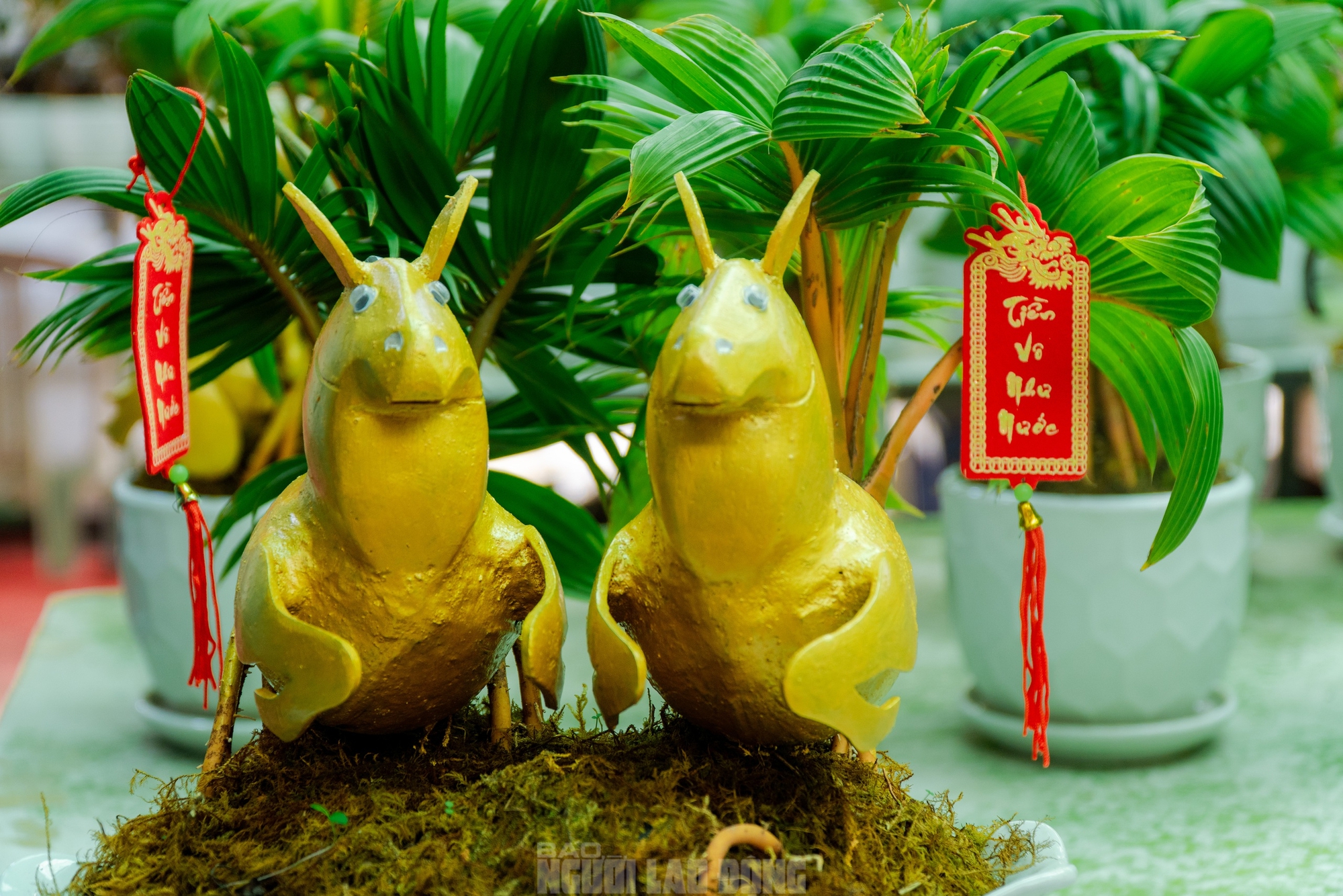 Dừa bonsai Mã đáo thành công: Nghệ thuật và kinh tế Tết Bính Ngọ 2026 - Ảnh 8.