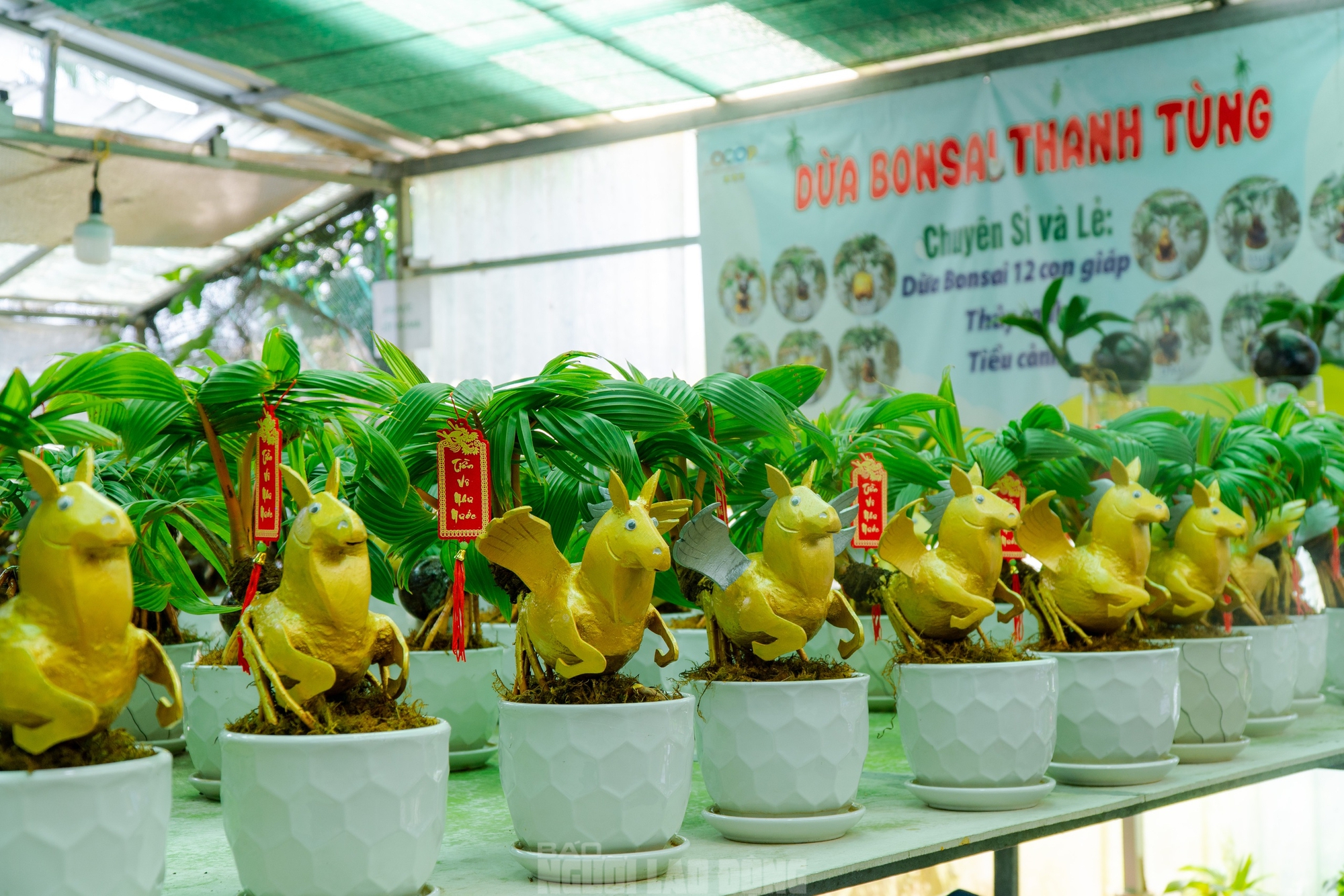 Dừa bonsai Mã đáo thành công: Nghệ thuật và kinh tế Tết Bính Ngọ 2026 - Ảnh 9.
