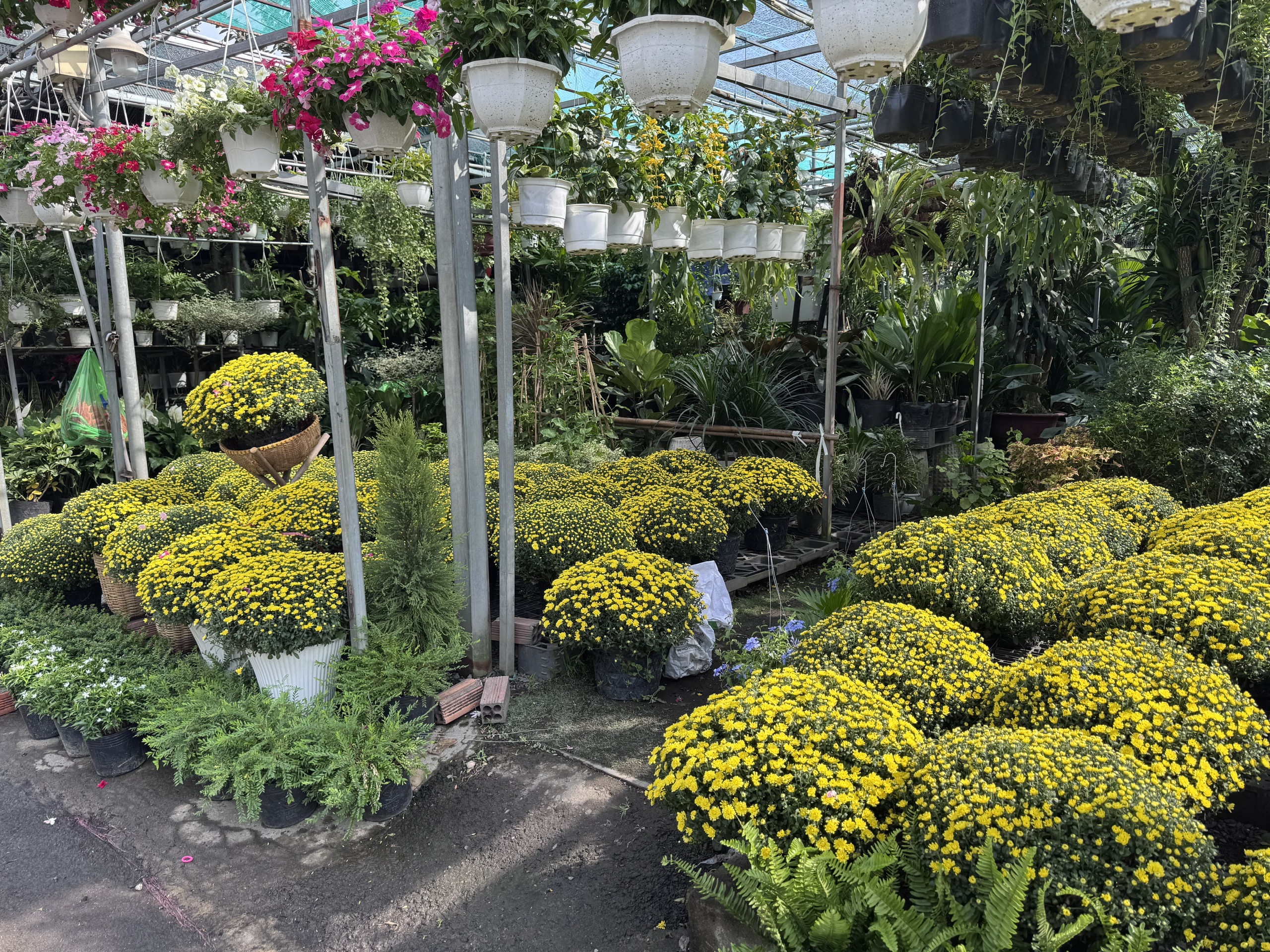 Giá cúc mâm xôi Tết năm nay có rẻ hơn không khi nhiều nơi kêu gọi giải cứu? - Ảnh 1.