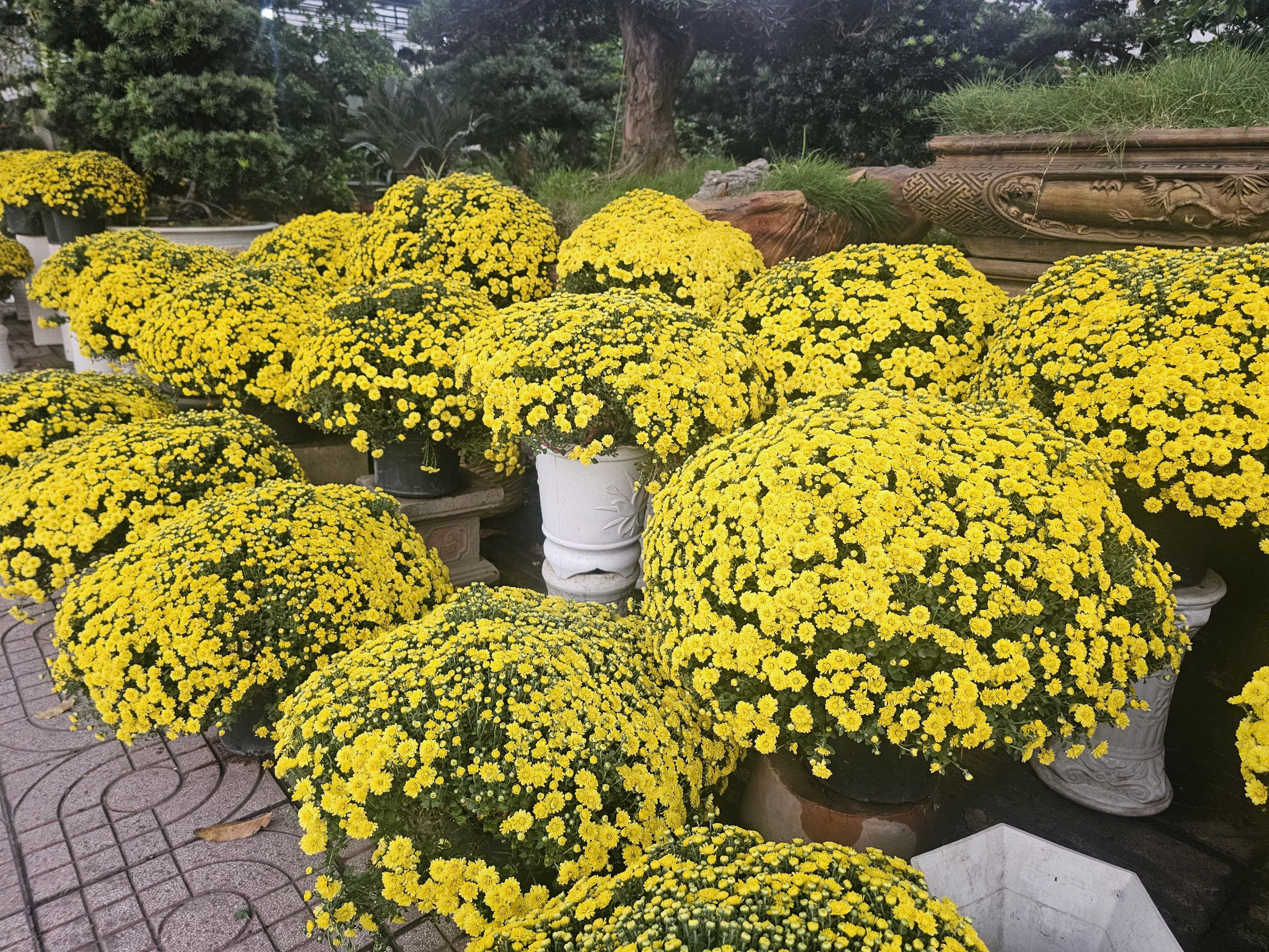 Giá cúc mâm xôi Tết năm nay có rẻ hơn không khi nhiều nơi kêu gọi giải cứu? - Ảnh 2.