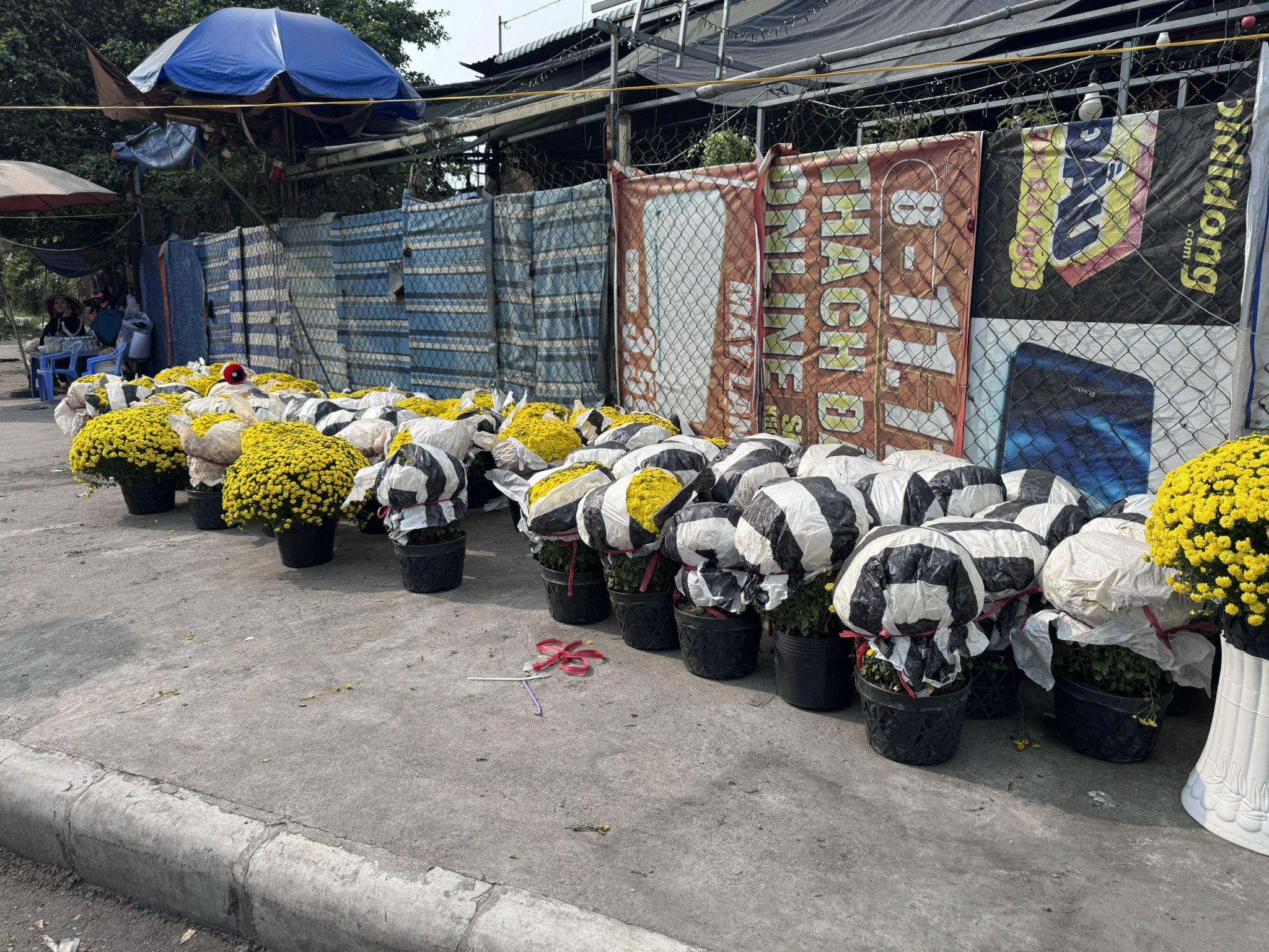 Cúc mâm xôi Tết 2023: Giá cả và sự đa dạng tại TP HCM - Ảnh 4.