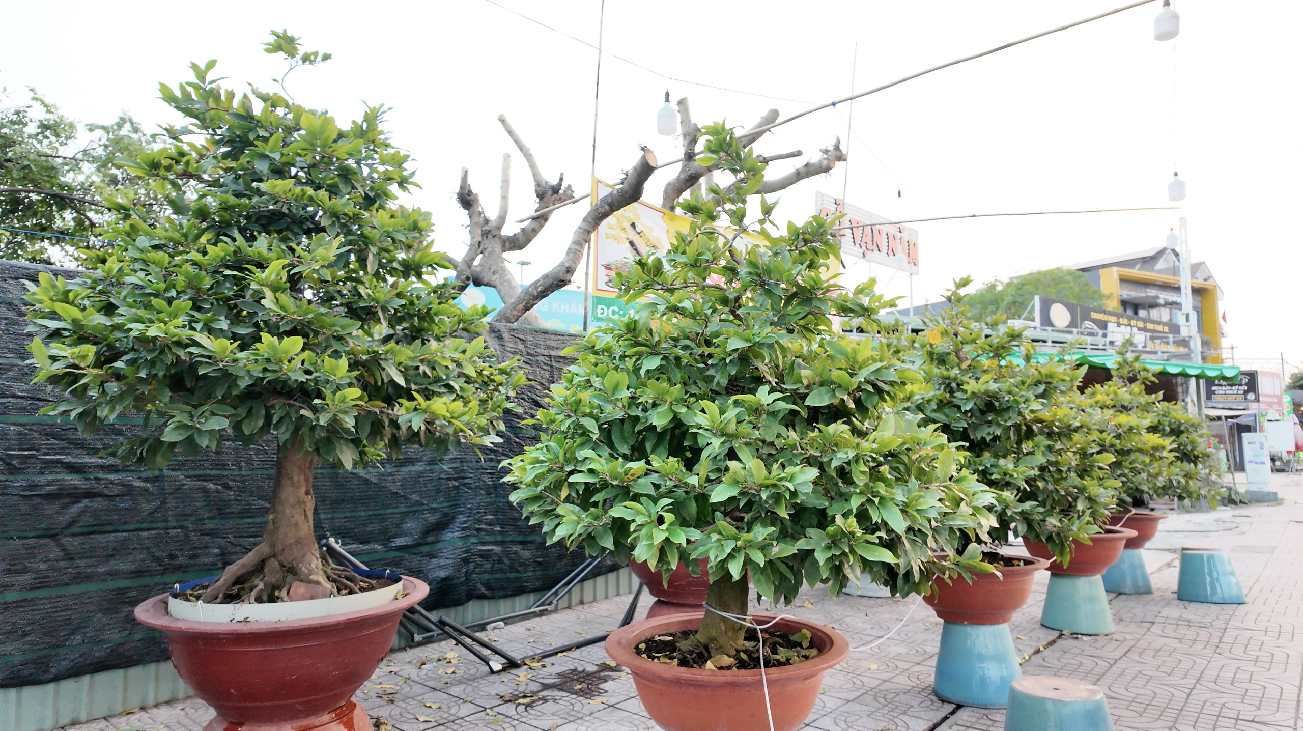 Mai Tết 2023: Các nhà vườn lý giải sự sớm xuất hiện tại TPHCM - Ảnh 2. Mai Tết 2023: Các nhà vườn lý giải sự sớm xuất hiện tại TPHCM - Ảnh 2.