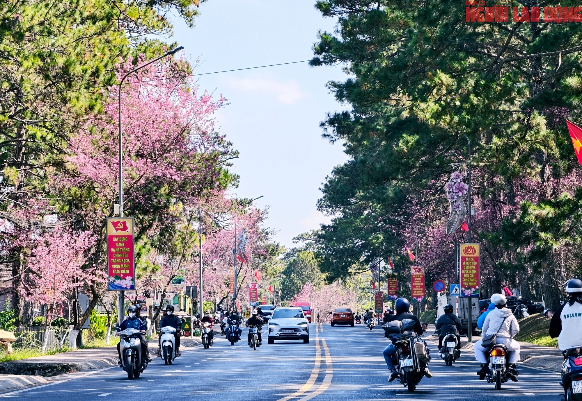Du khách đổ về Đà Lạt ngắm những cung đường mai anh đào đẹp nhất 2026 - Ảnh 1. Du khách đổ về Đà Lạt ngắm những cung đường mai anh đào đẹp nhất 2026 - Ảnh 1.