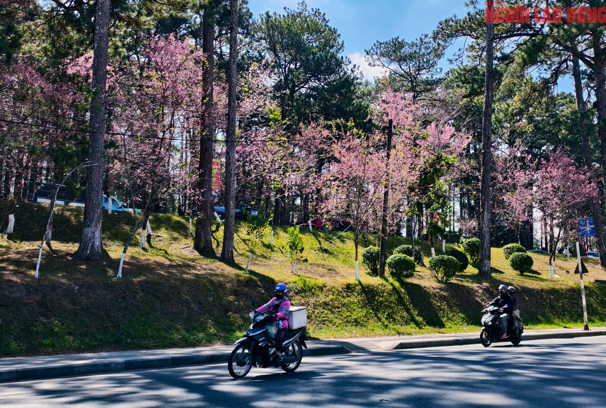 Du khách đổ về Đà Lạt ngắm những cung đường mai anh đào đẹp nhất 2026 - Ảnh 2. Du khách đổ về Đà Lạt ngắm những cung đường mai anh đào đẹp nhất 2026 - Ảnh 2.