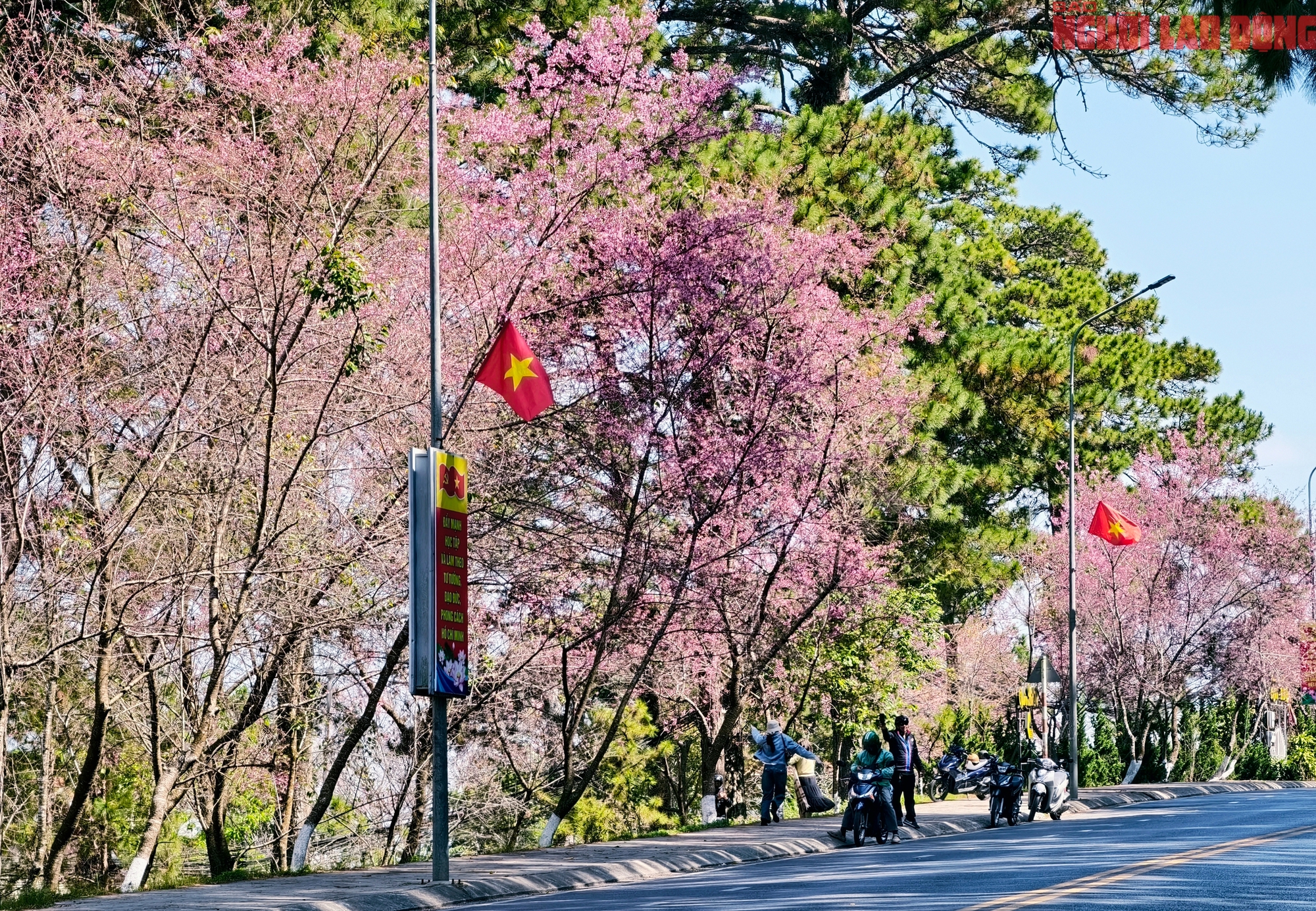 Du khách đổ về Đà Lạt ngắm những cung đường mai anh đào đẹp nhất 2026 - Ảnh 3. Du khách đổ về Đà Lạt ngắm những cung đường mai anh đào đẹp nhất 2026 - Ảnh 3.