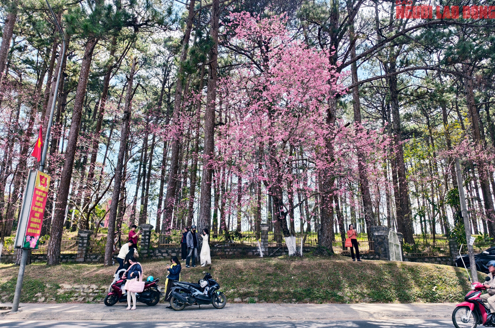 Du khách đổ về Đà Lạt ngắm những cung đường mai anh đào đẹp nhất 2026 - Ảnh 7. Du khách đổ về Đà Lạt ngắm những cung đường mai anh đào đẹp nhất 2026 - Ảnh 7.