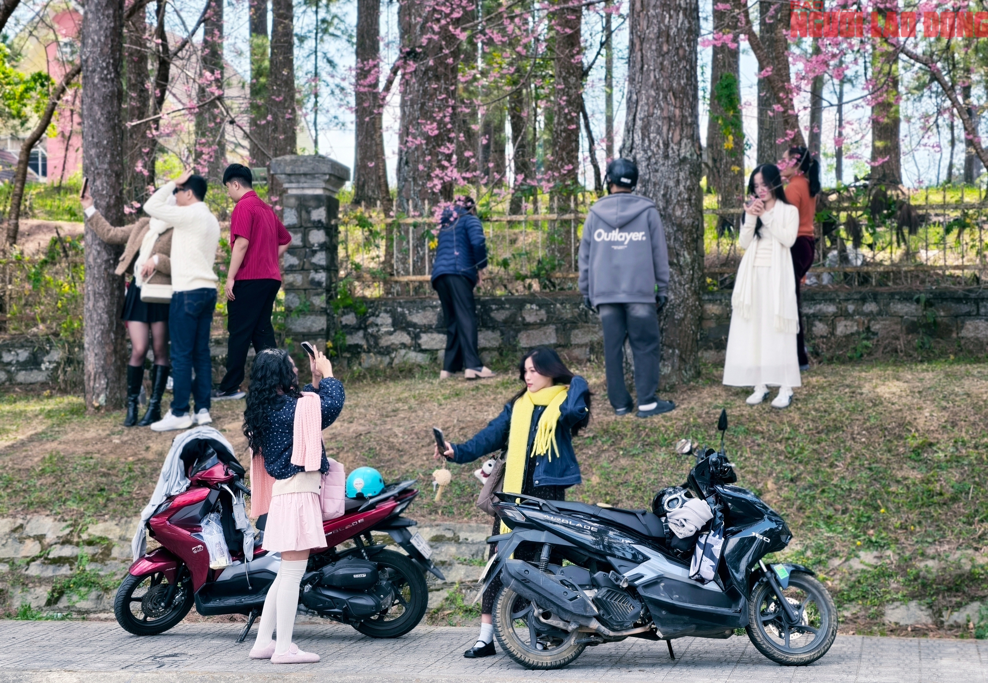 Du khách đổ về Đà Lạt ngắm những cung đường mai anh đào đẹp nhất 2026 - Ảnh 8. Du khách đổ về Đà Lạt ngắm những cung đường mai anh đào đẹp nhất 2026 - Ảnh 8.