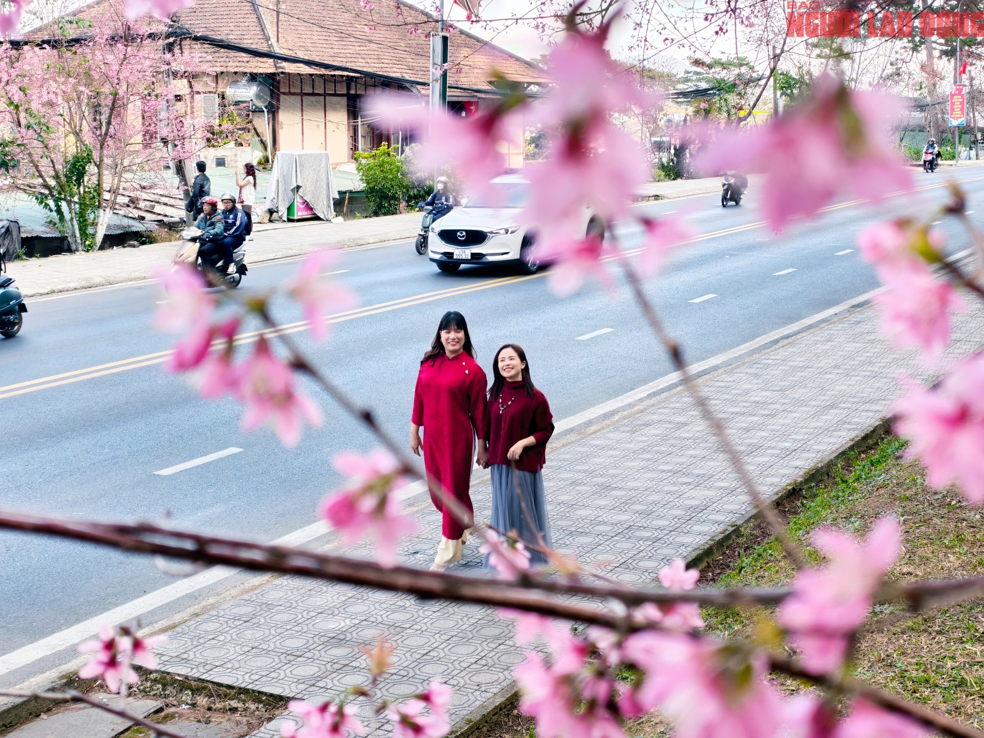 Du khách đổ về Đà Lạt ngắm những cung đường mai anh đào đẹp nhất 2026 - Ảnh 9. Du khách đổ về Đà Lạt ngắm những cung đường mai anh đào đẹp nhất 2026 - Ảnh 9.