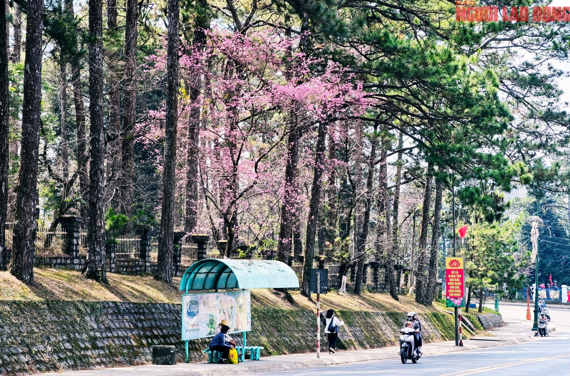 Du khách đổ về Đà Lạt ngắm những cung đường mai anh đào đẹp nhất 2026 - Ảnh 11. Du khách đổ về Đà Lạt ngắm những cung đường mai anh đào đẹp nhất 2026 - Ảnh 11.