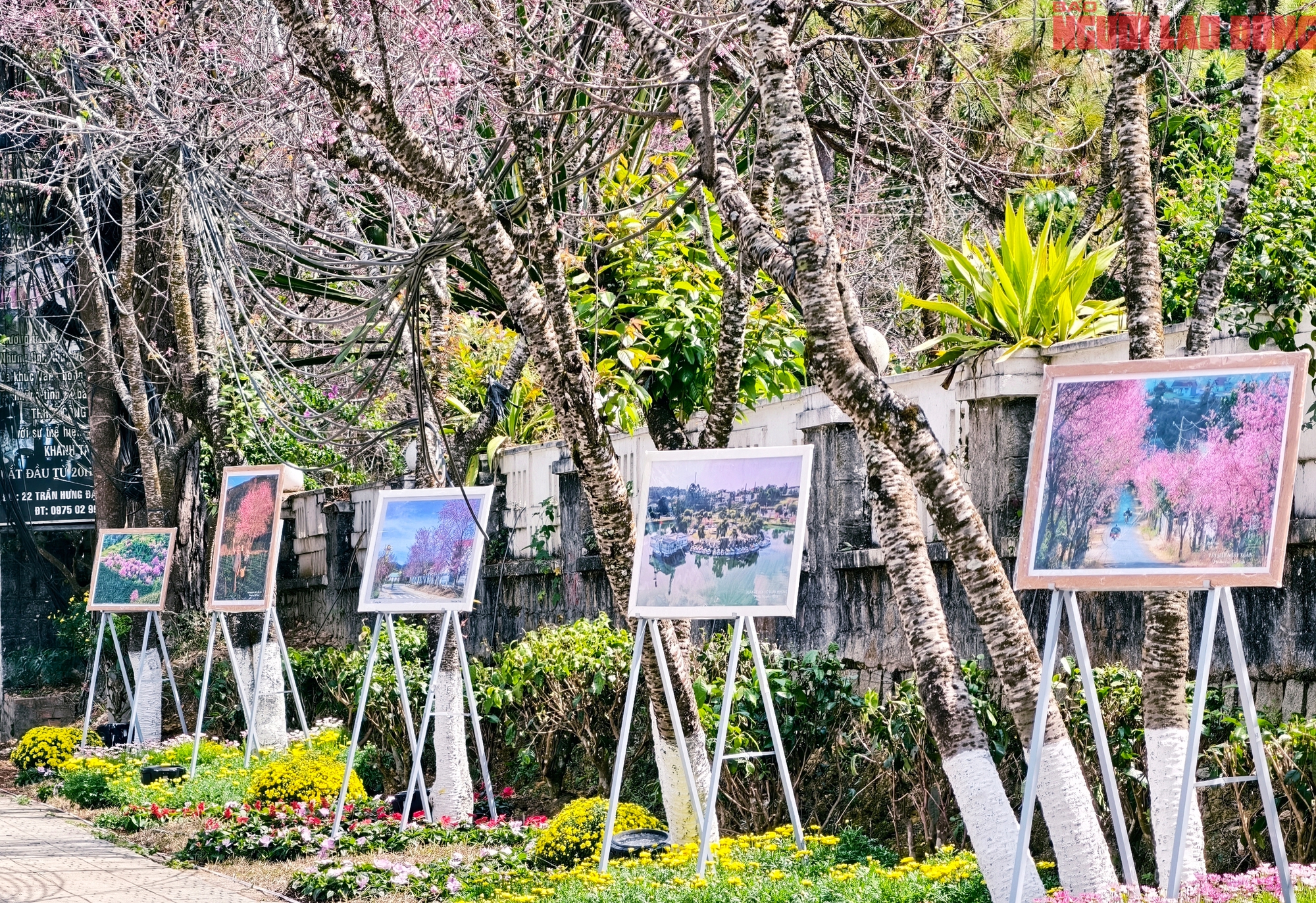 Du khách đổ về Đà Lạt ngắm những cung đường mai anh đào đẹp nhất 2026 - Ảnh 12. Du khách đổ về Đà Lạt ngắm những cung đường mai anh đào đẹp nhất 2026 - Ảnh 12.