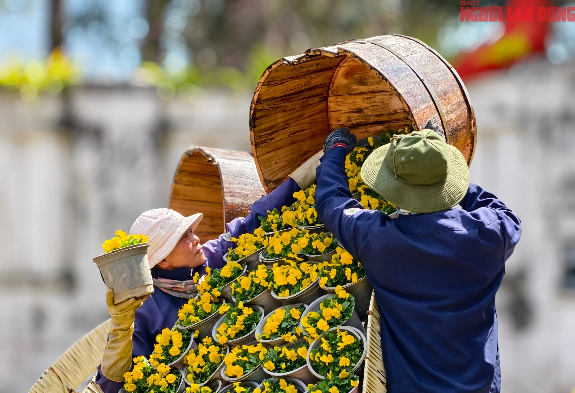 Du khách đổ về Đà Lạt ngắm những cung đường mai anh đào đẹp nhất 2026 - Ảnh 14. Du khách đổ về Đà Lạt ngắm những cung đường mai anh đào đẹp nhất 2026 - Ảnh 14.