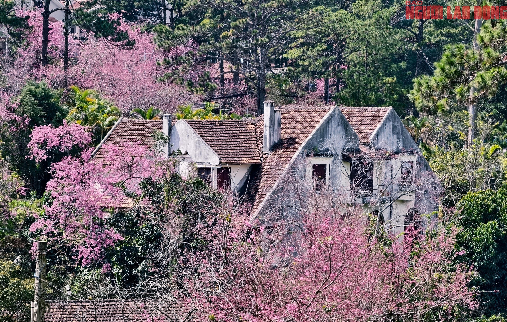 Du khách đổ về Đà Lạt ngắm những cung đường mai anh đào đẹp nhất 2026 - Ảnh 15. Du khách đổ về Đà Lạt ngắm những cung đường mai anh đào đẹp nhất 2026 - Ảnh 15.